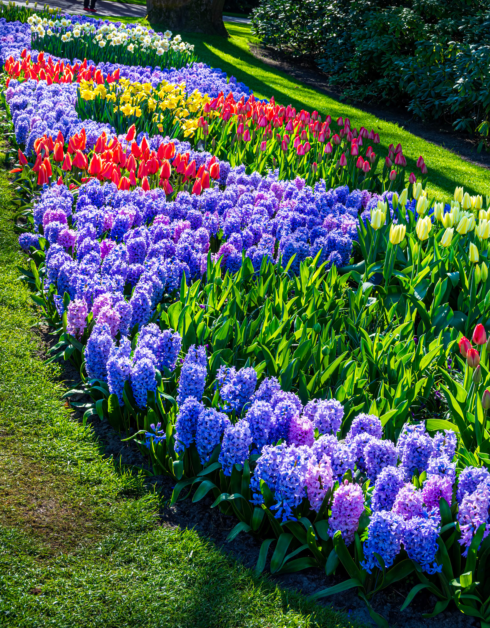 Plantings of Hyacinth and Tulips