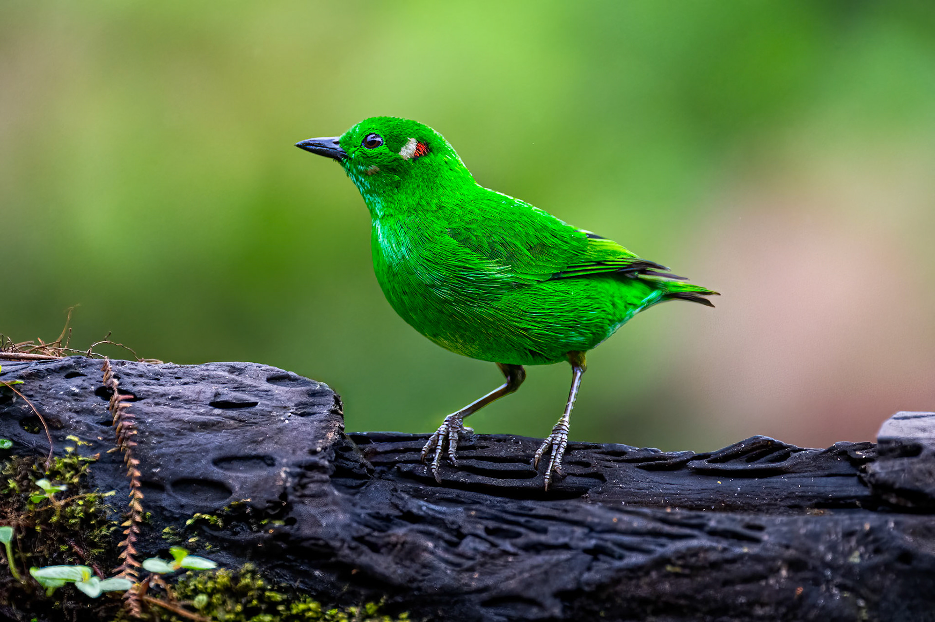 Glistening-green Tanager
