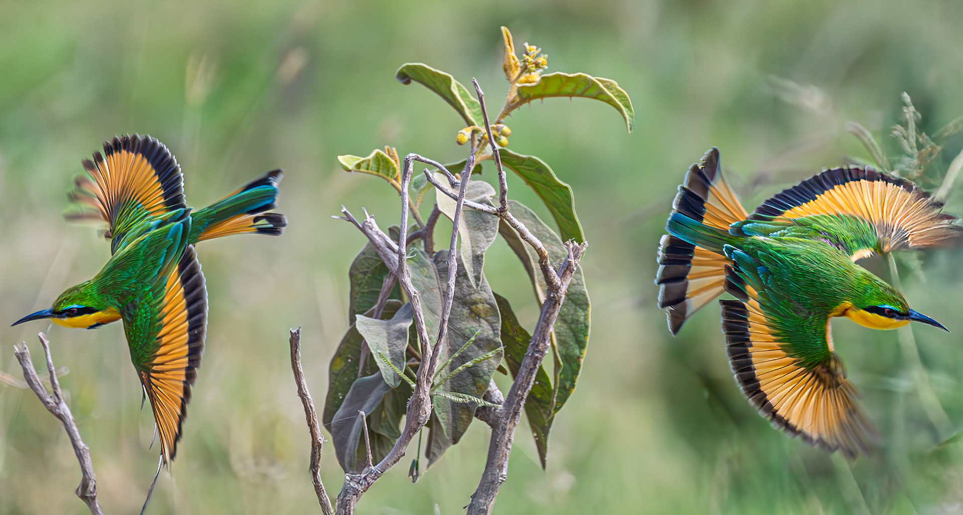 Little Bee-eater