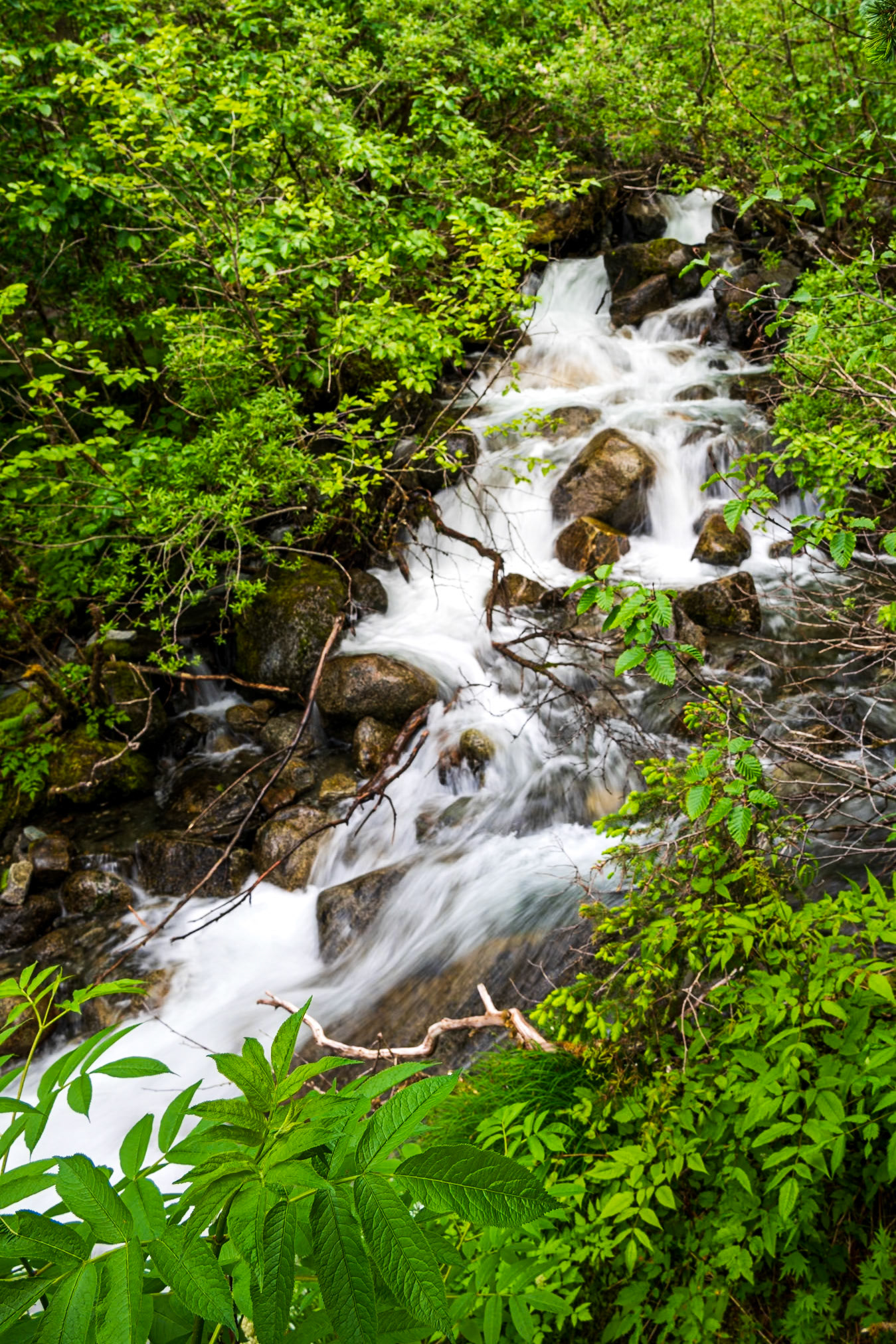 Tongass National Forest