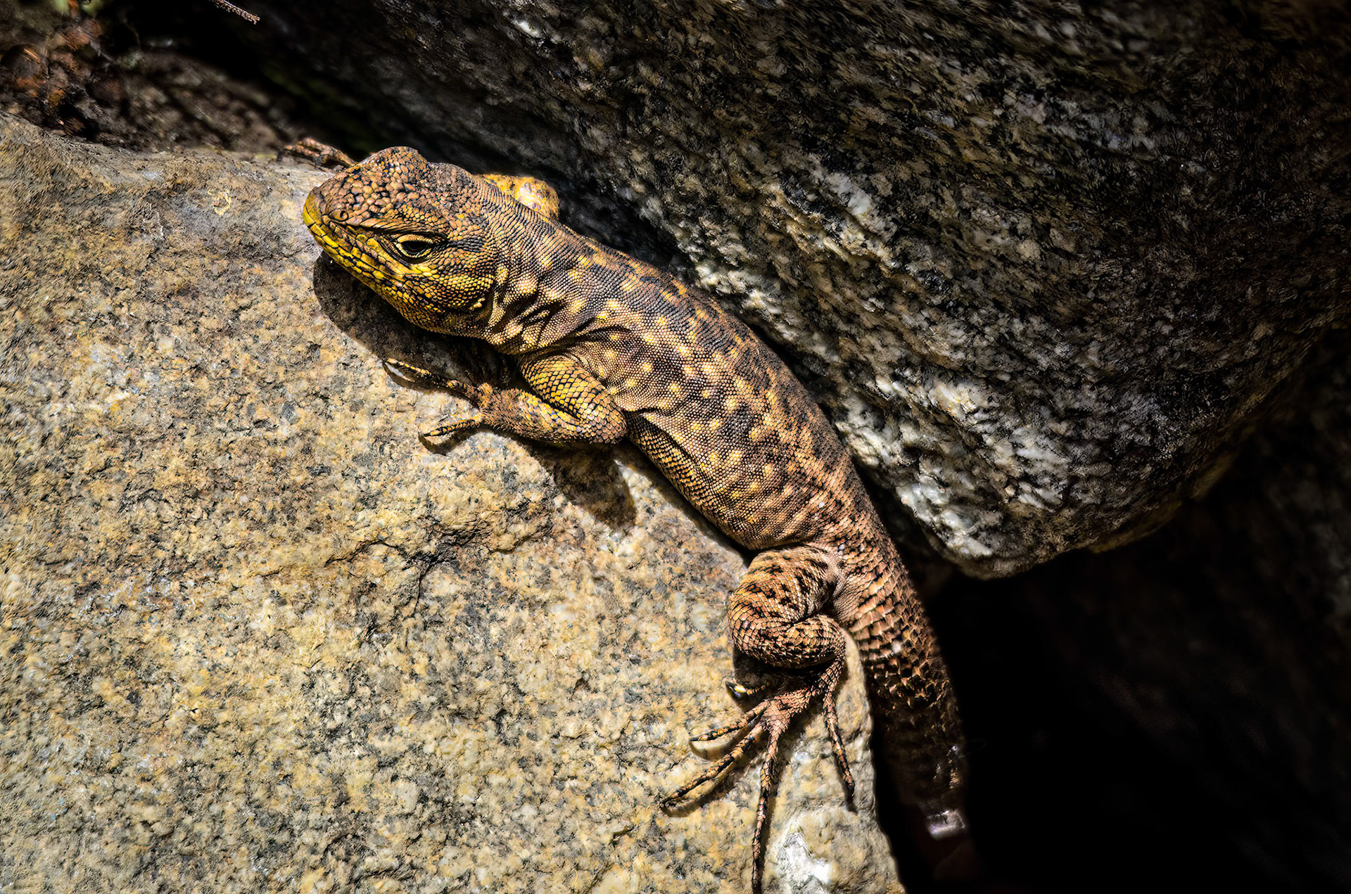 Shiny Smooth-throated Lizard