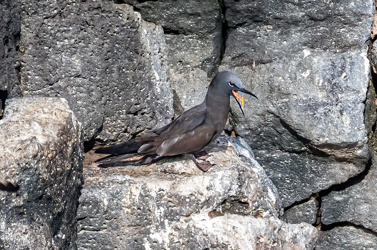 Brown Noddy