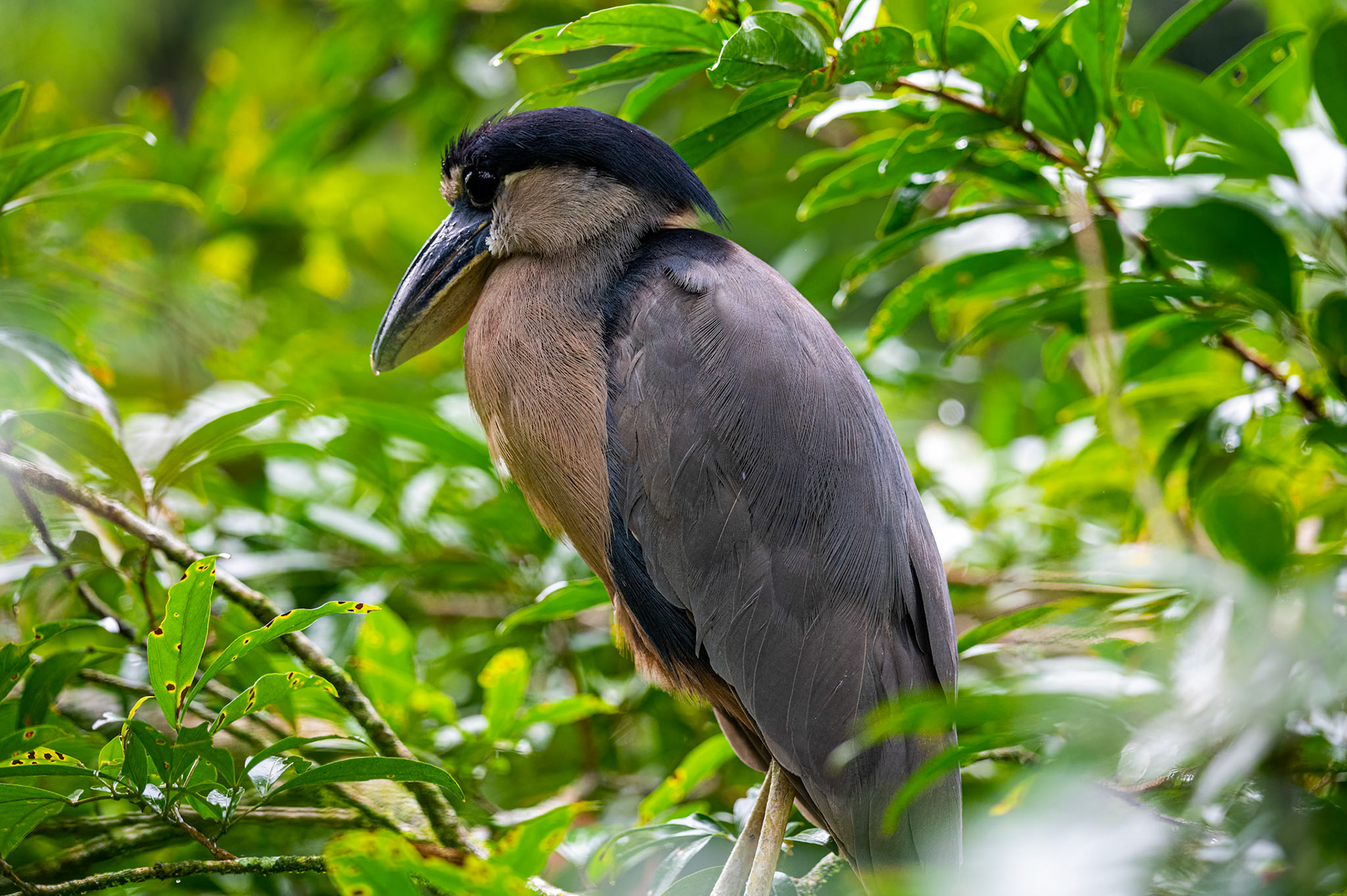 Boat-Billed Heron