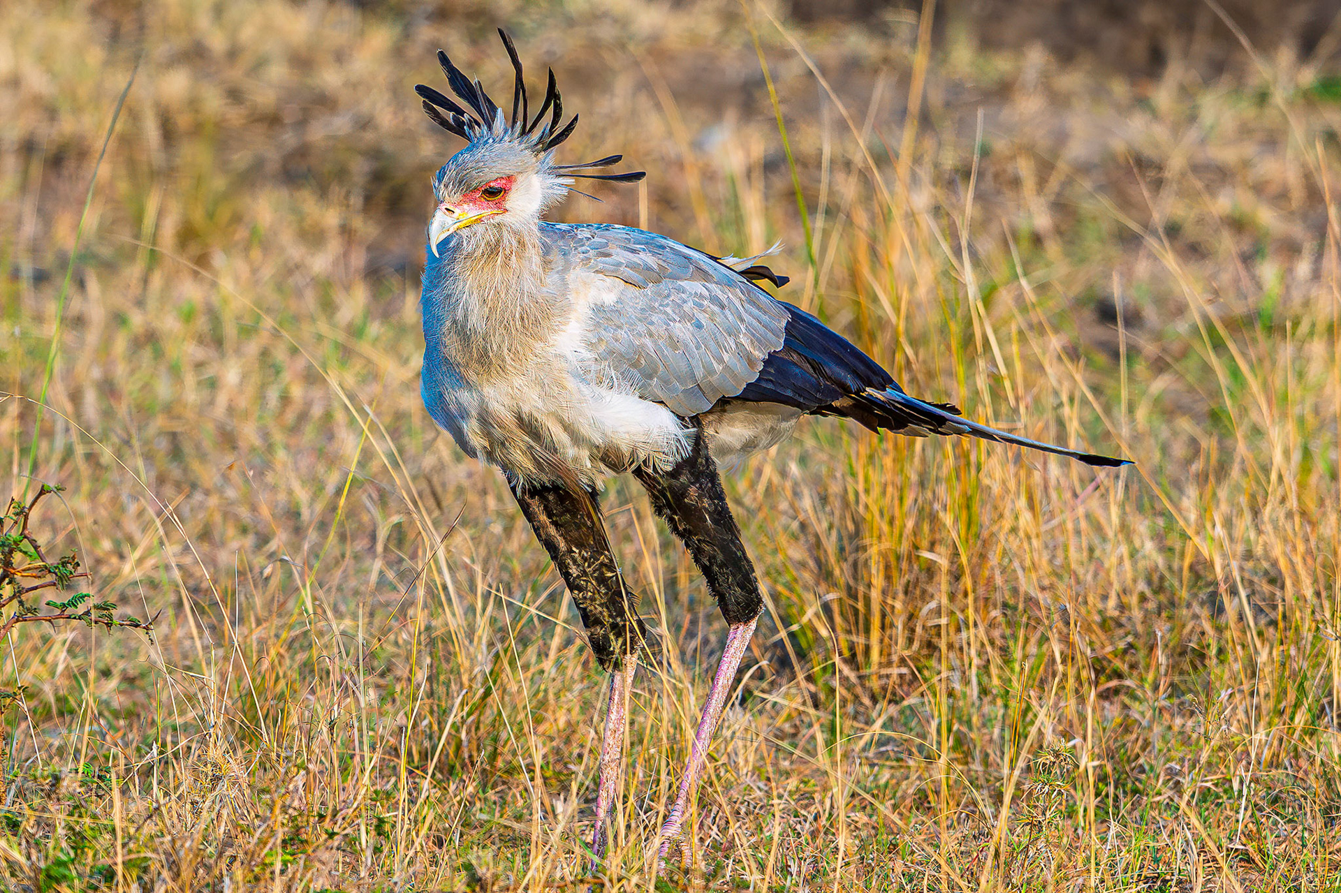 Secretarybird