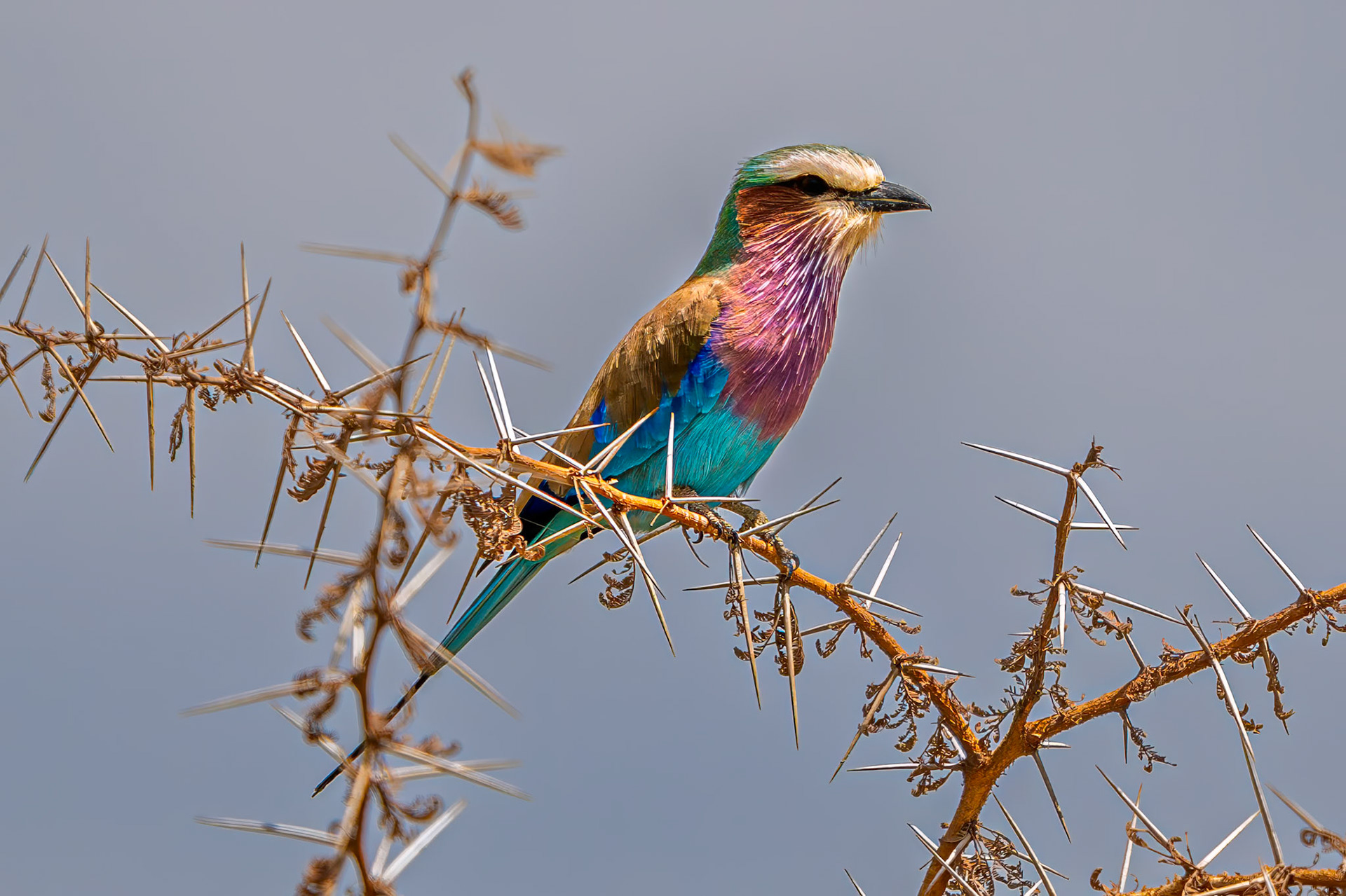 Lilac-breasted Roller