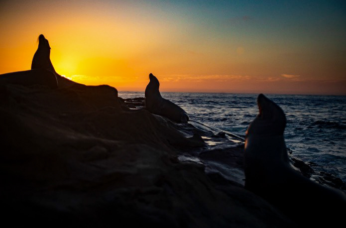 Sea Lions at Dusk in La Jolla, San Diego, California, USA