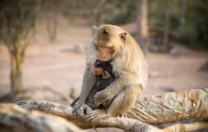 Mother and her baby - Siam Reap, Cambodia