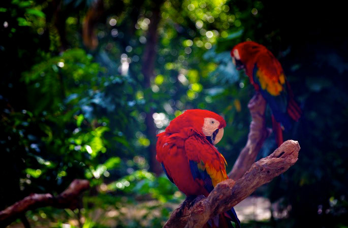 Pair of Parrots in Riviera Maya