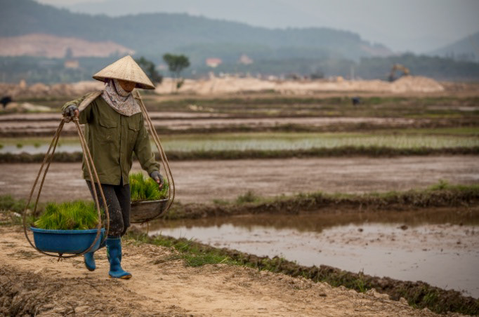 Rice farmer carrying grains, Hanoi, Vietnam