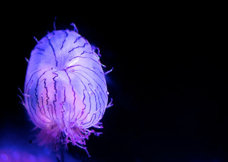 Flower Hat Jellyfish