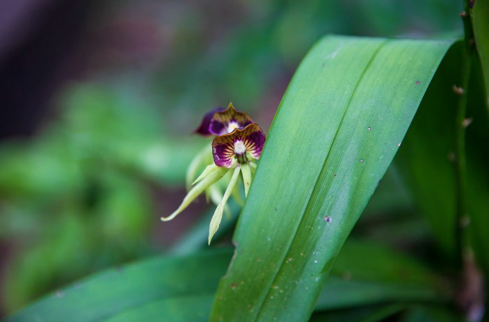 Belize Black Orchid