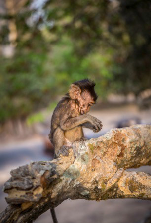 Baby Monkey, Siam Reap Cambodia
