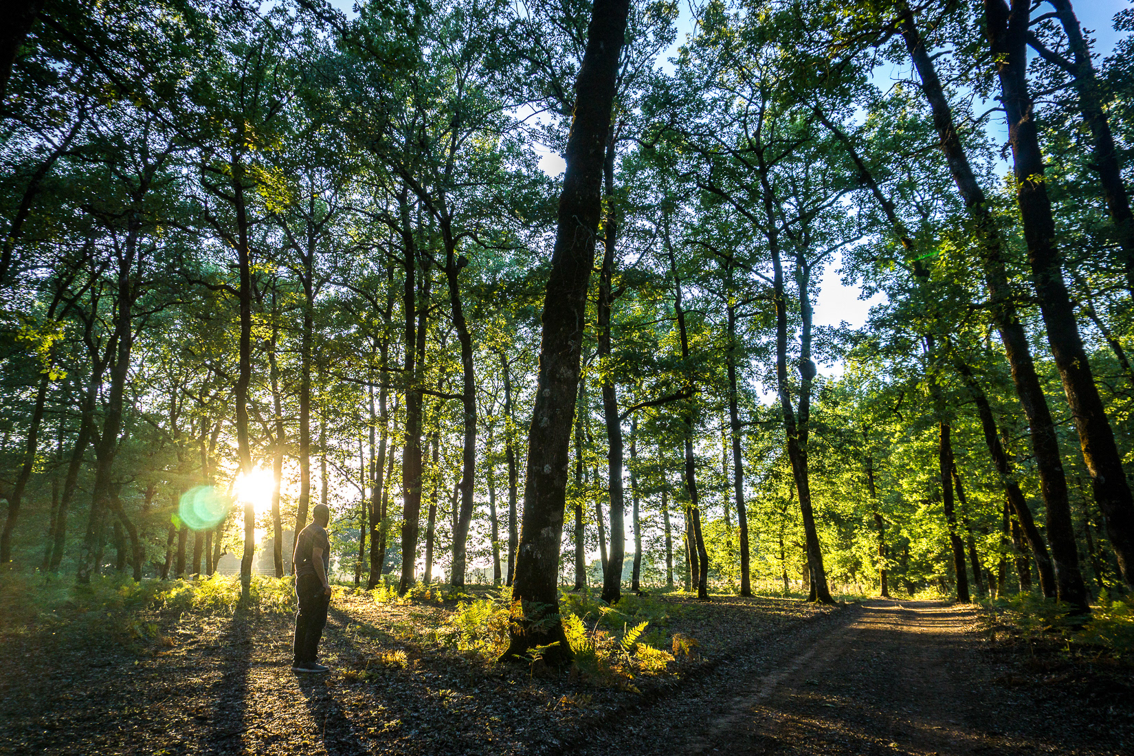 Foloi Oak Forest of Peloponnese, 2016
