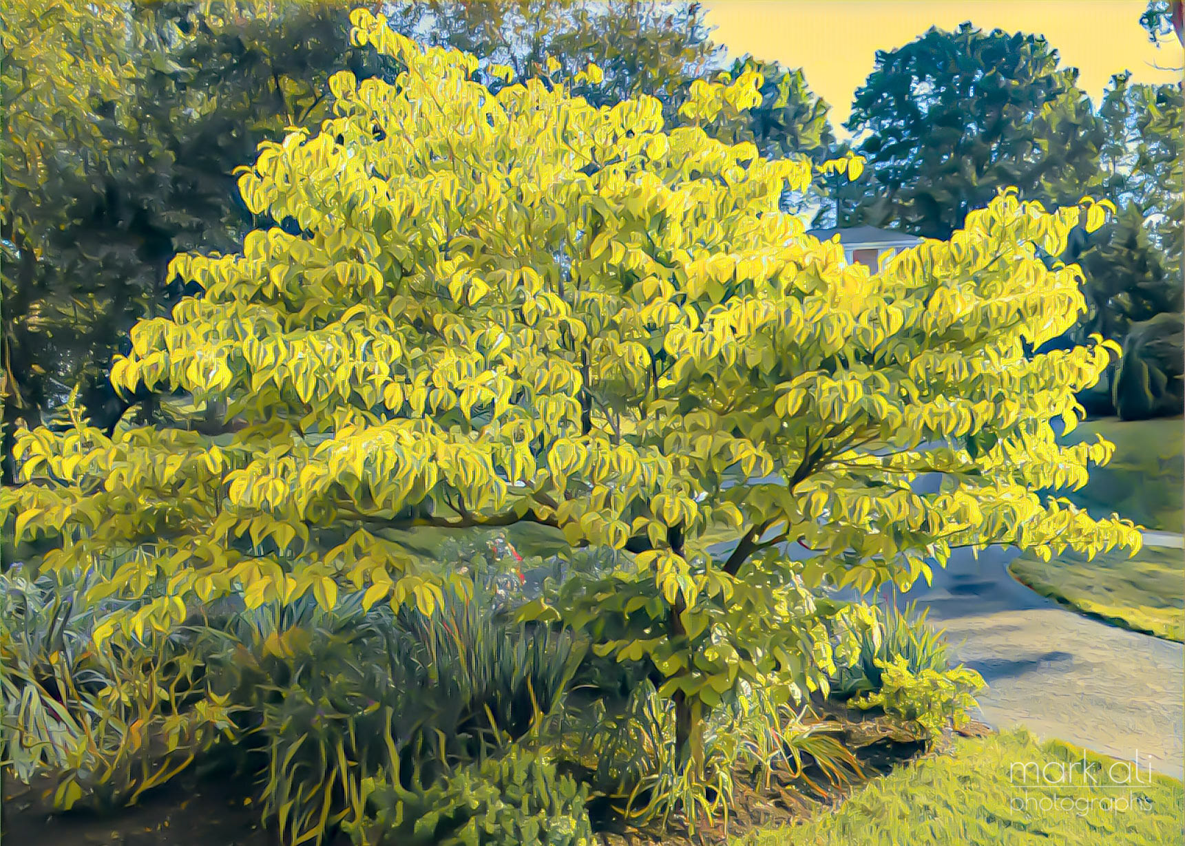 "Dogwood in Summer"