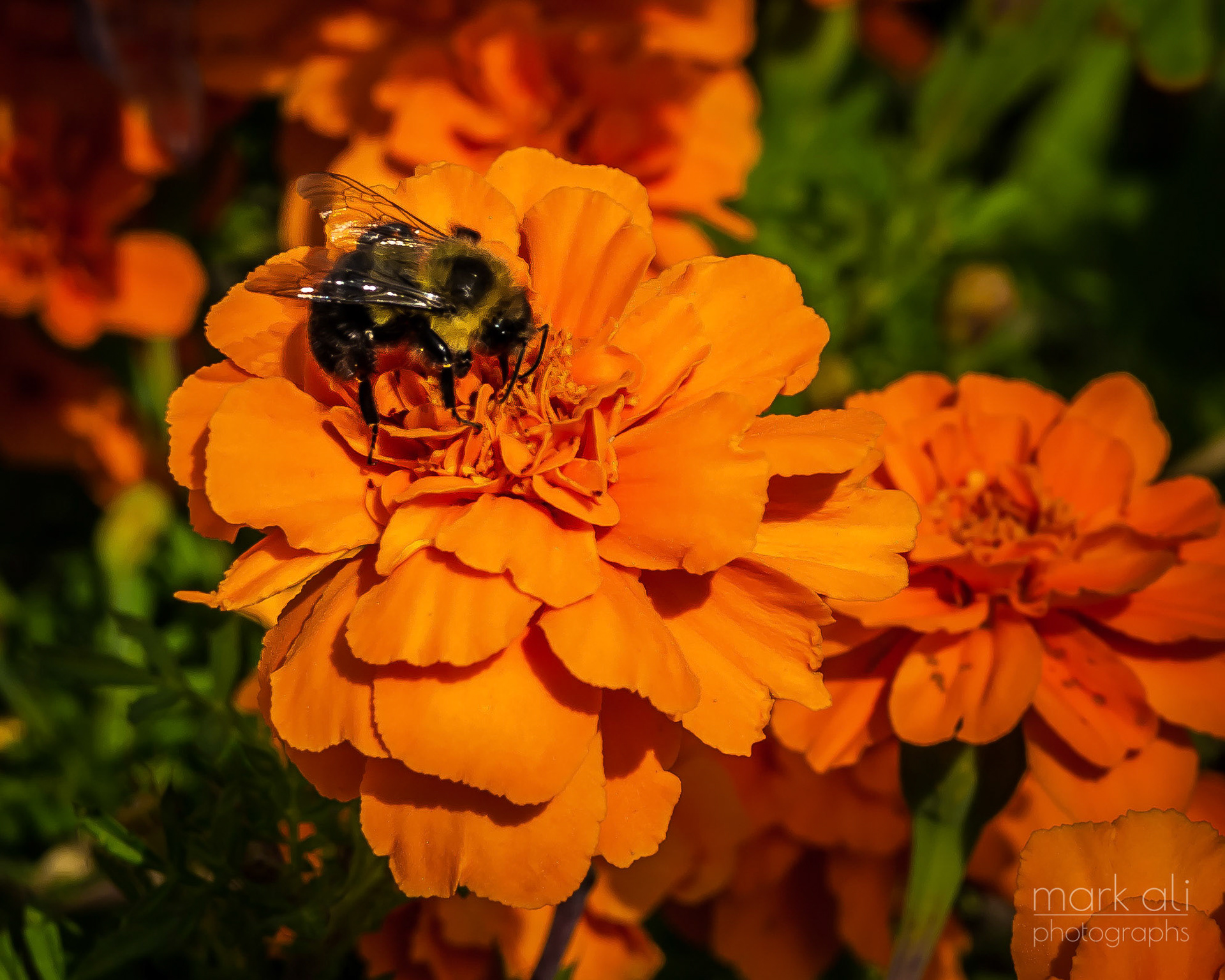 "Busy Bee"