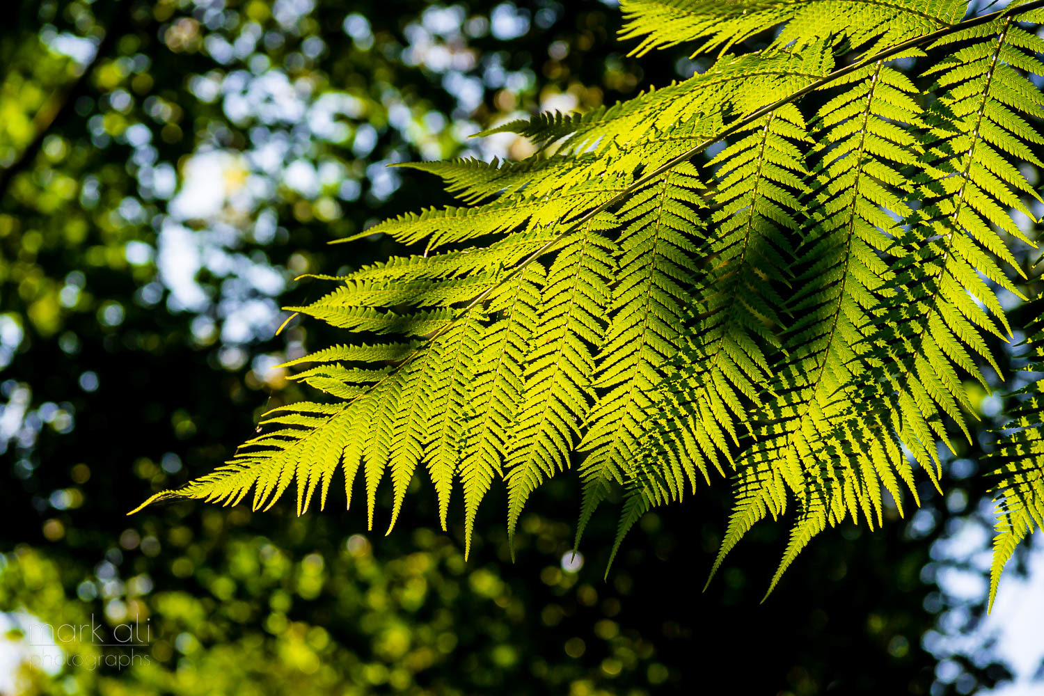 A leaf of a large fern, lit up from behind by the sun