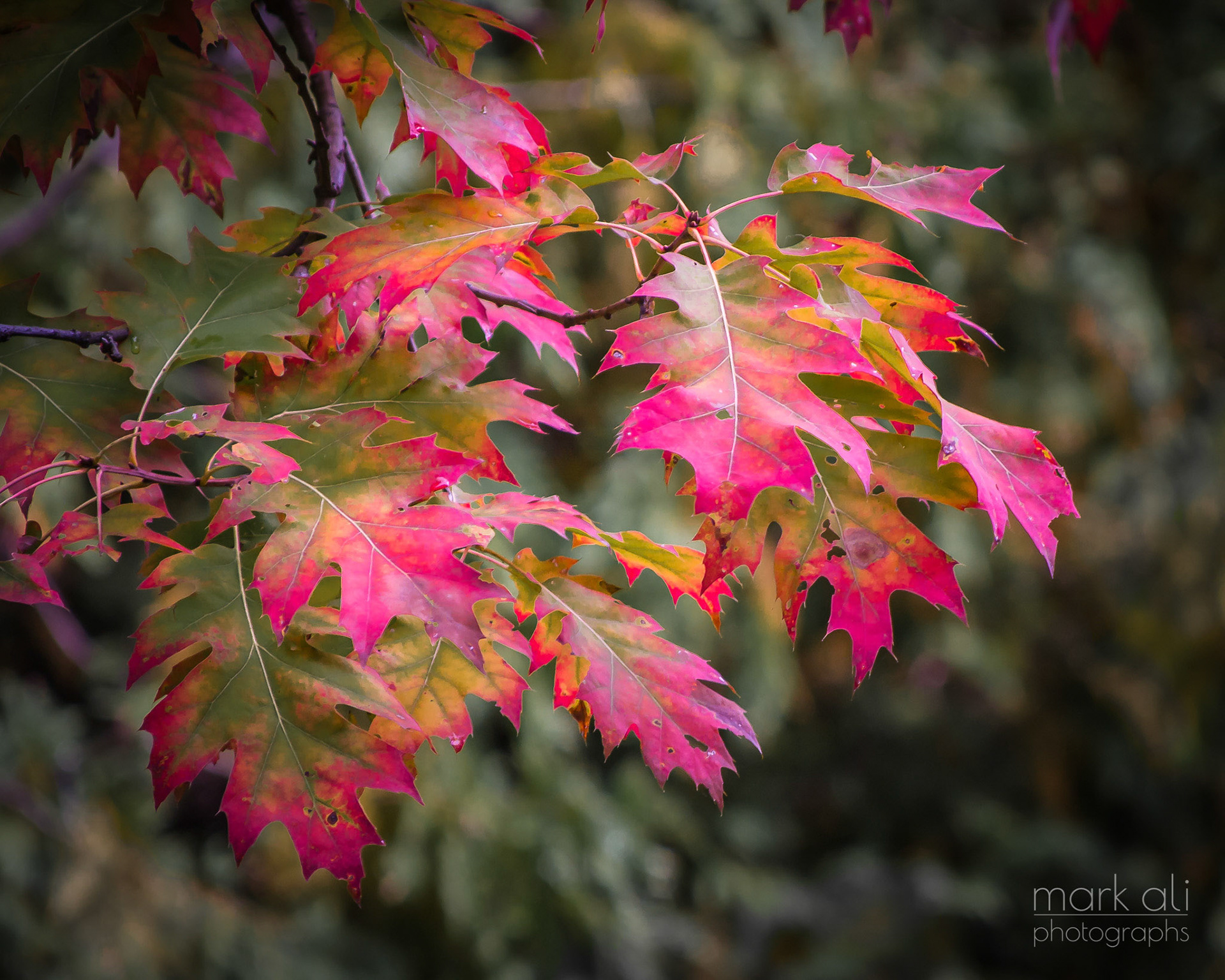 "Autumn at Watkins Glen"
