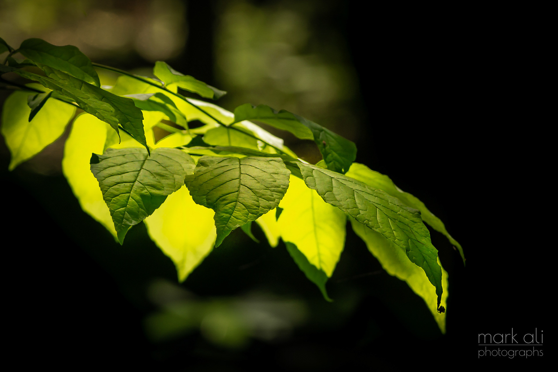 Leaves, lit up by the sun.