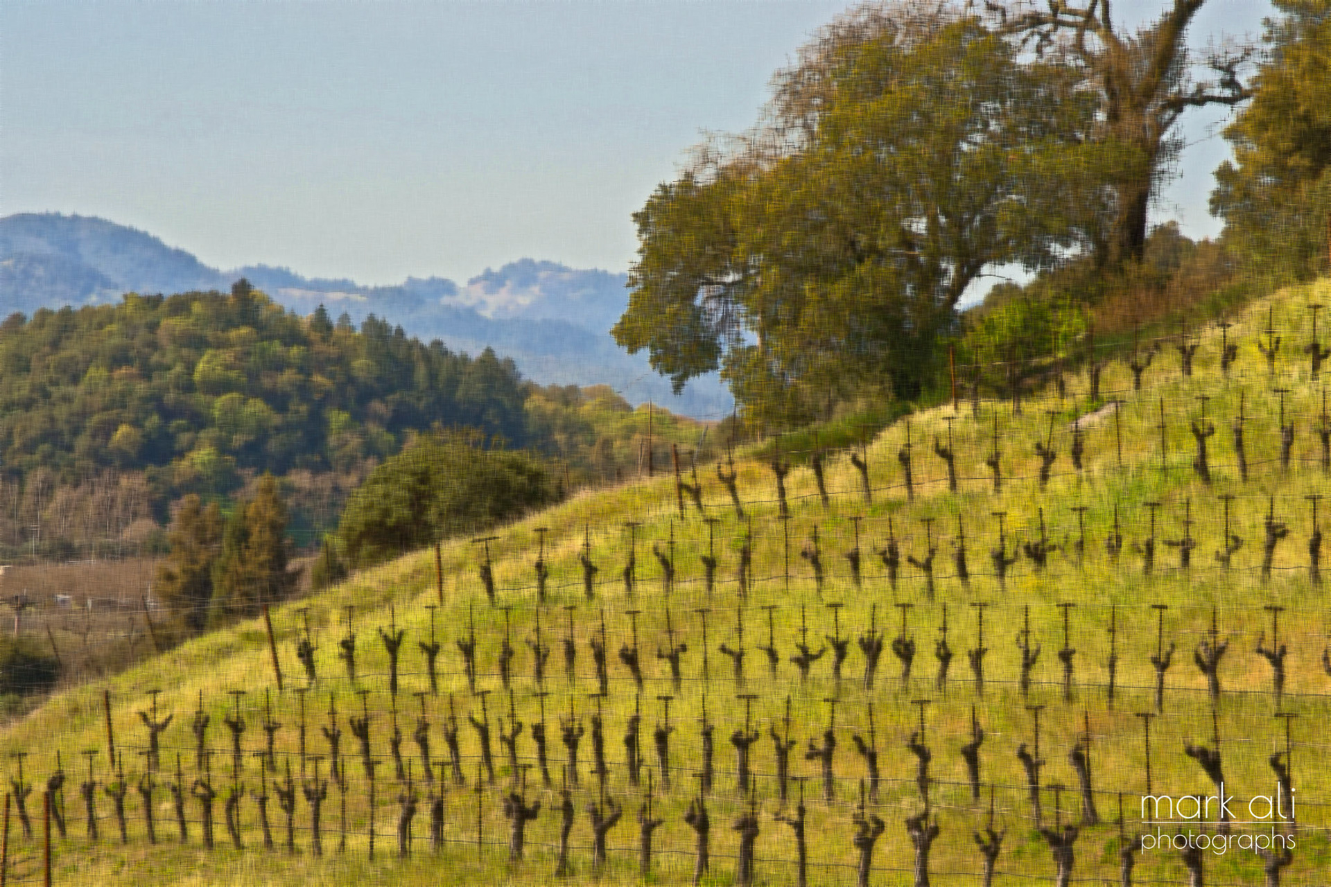 "Hillside Vines #2"