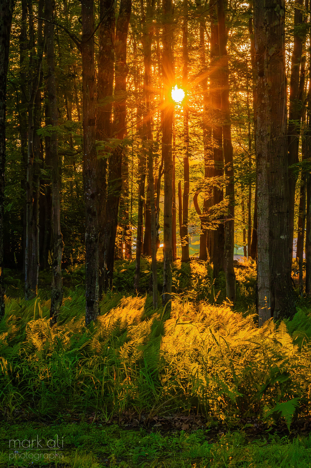 "Sunset and Ferns"