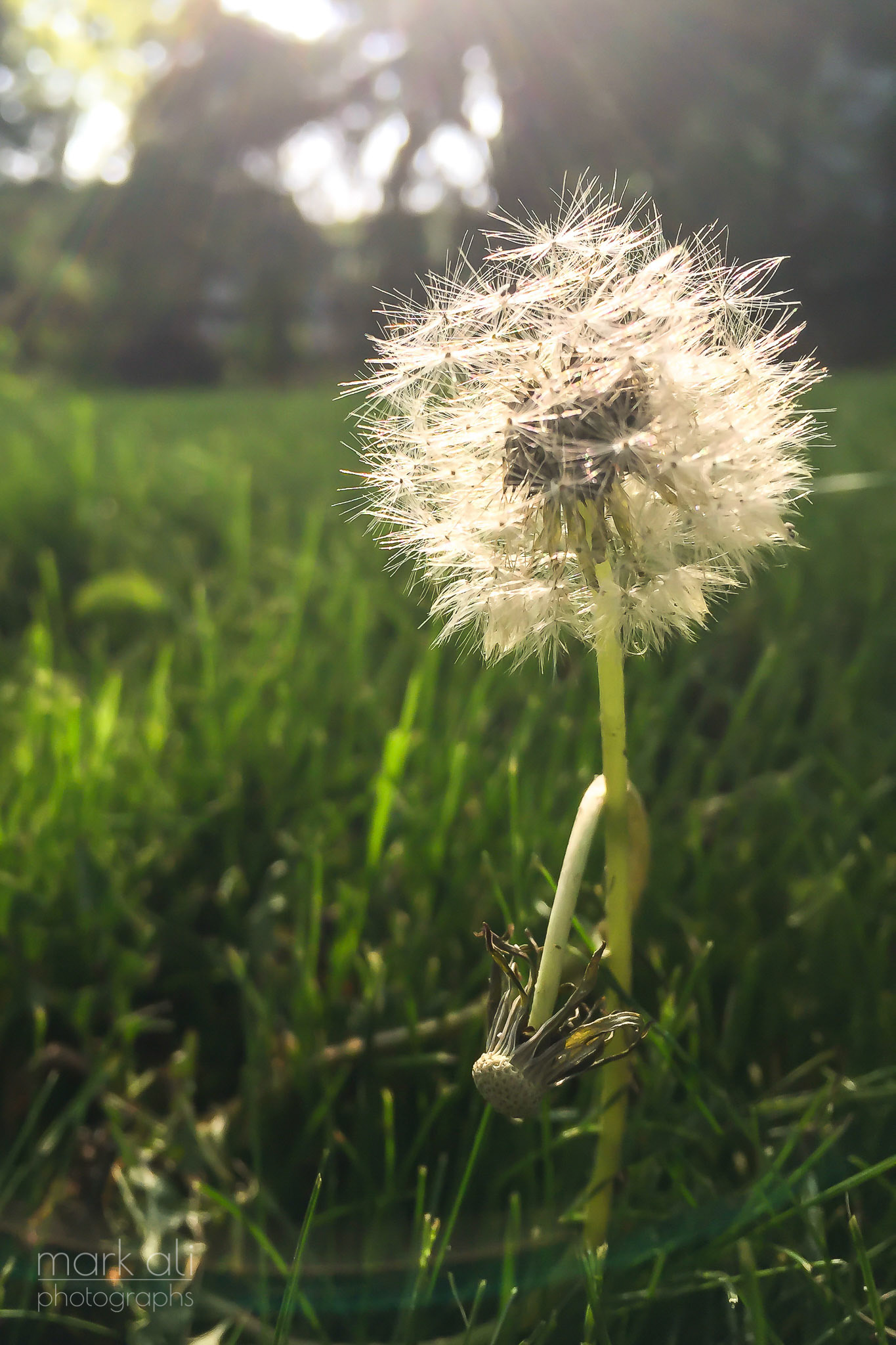 "Dandelion Sunset"