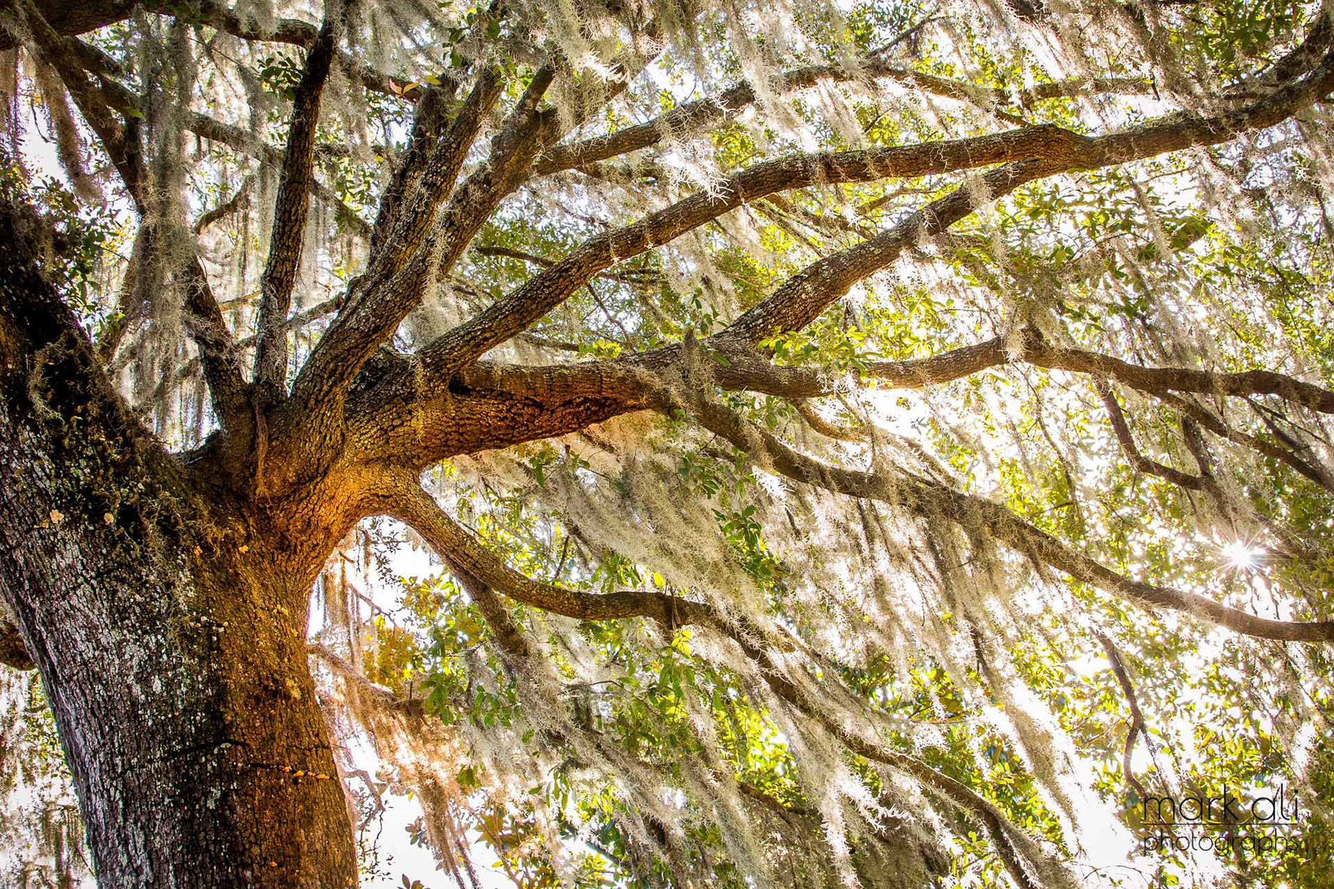 "Spanish Moss"
