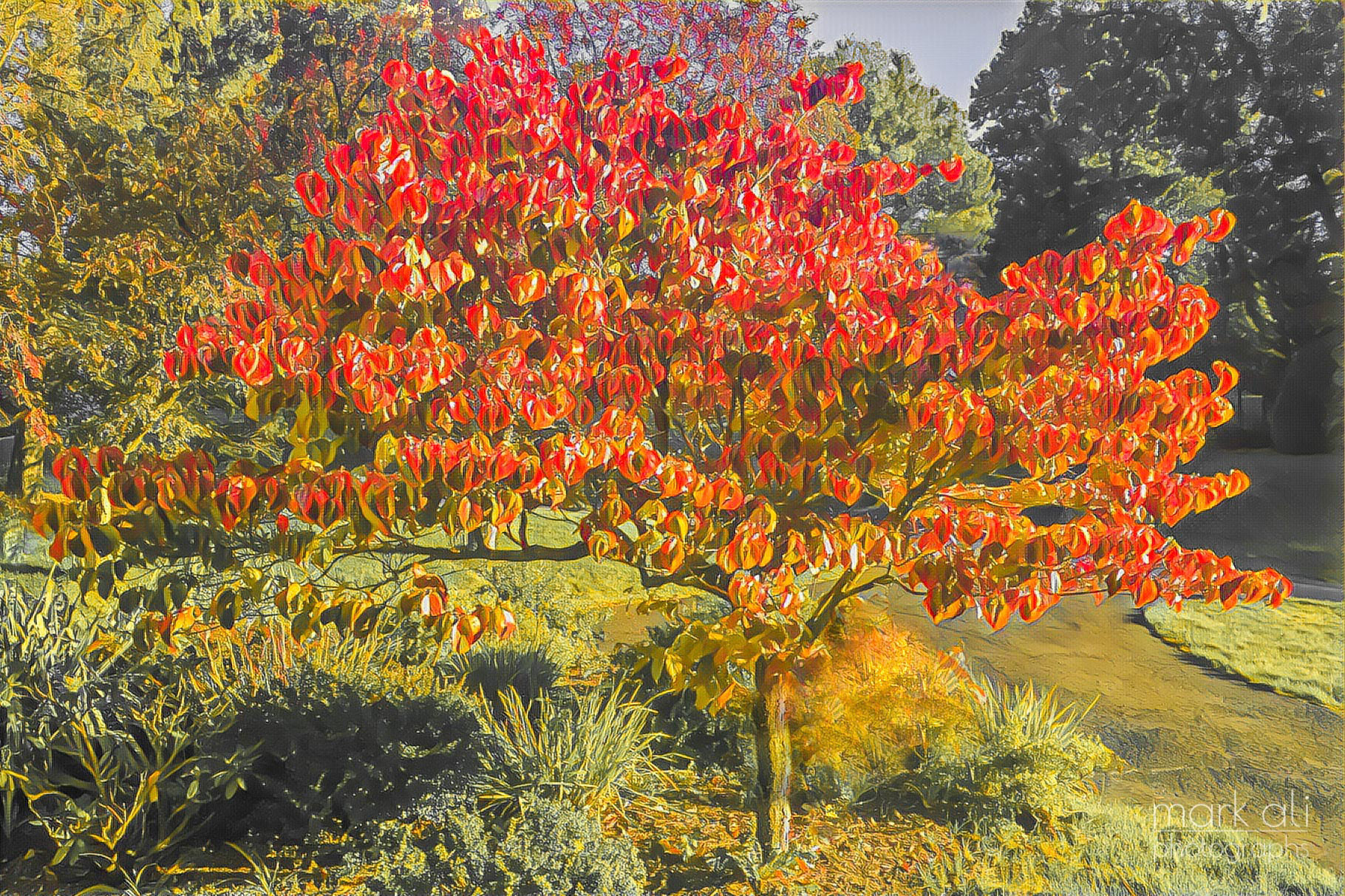 "Dogwood in Autumn"