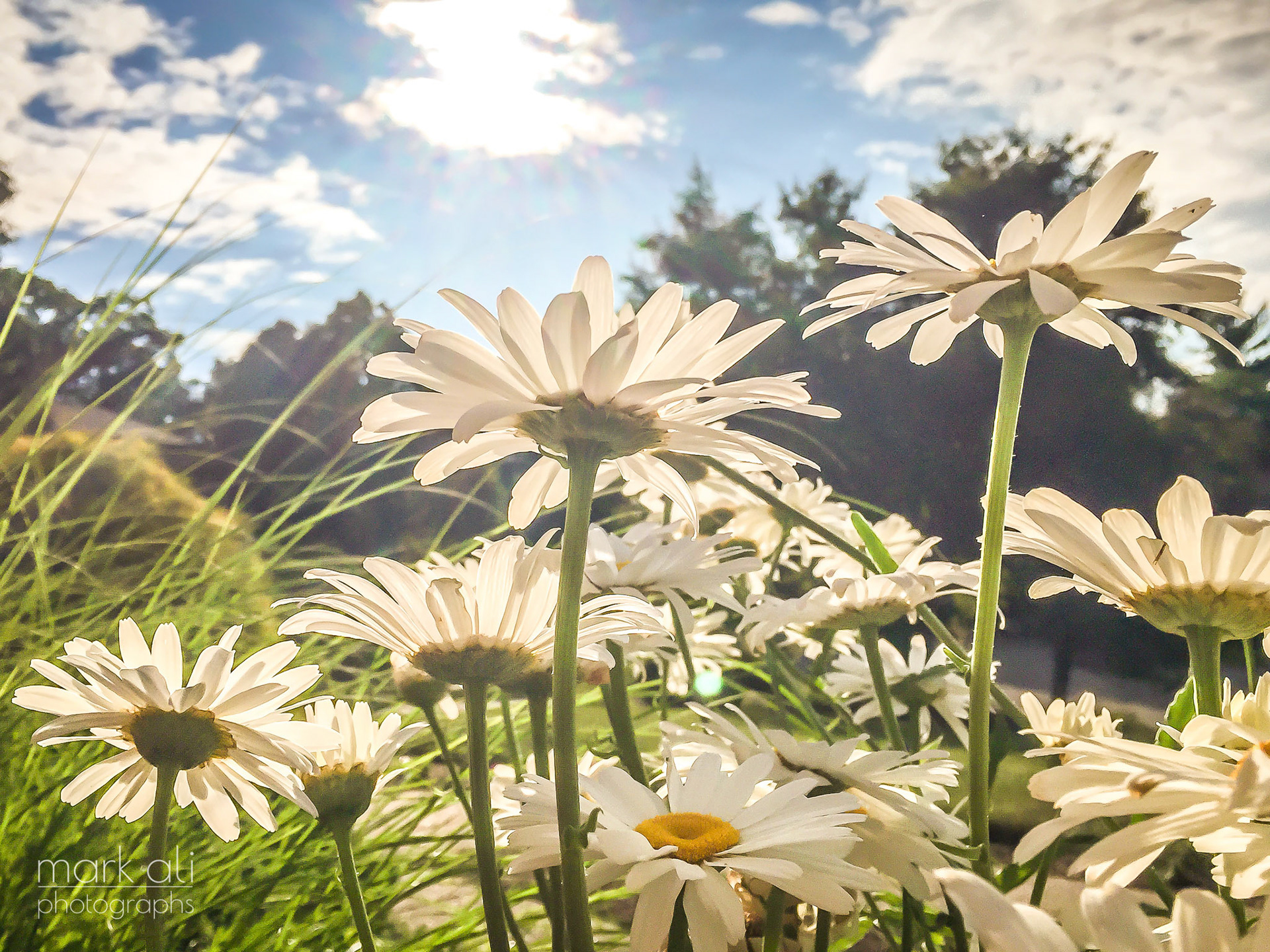 "Morning Daisies"