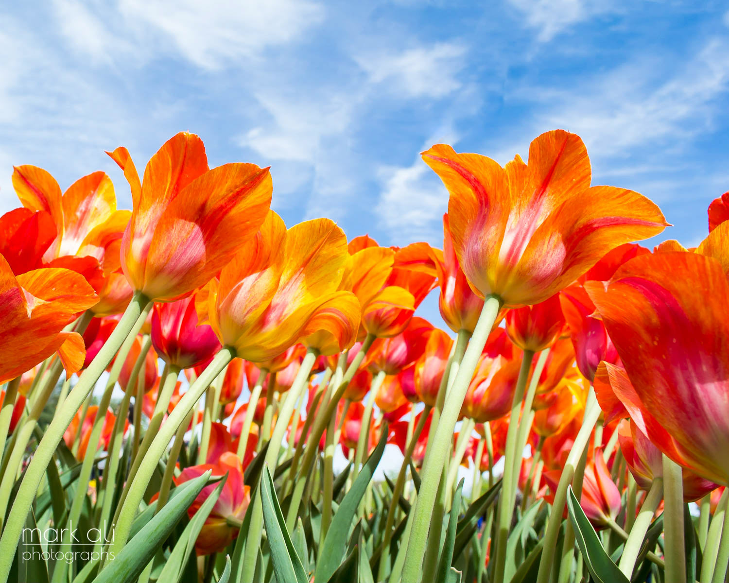 Vibrant spring tulips, shot from a low angle looking up at the sky.