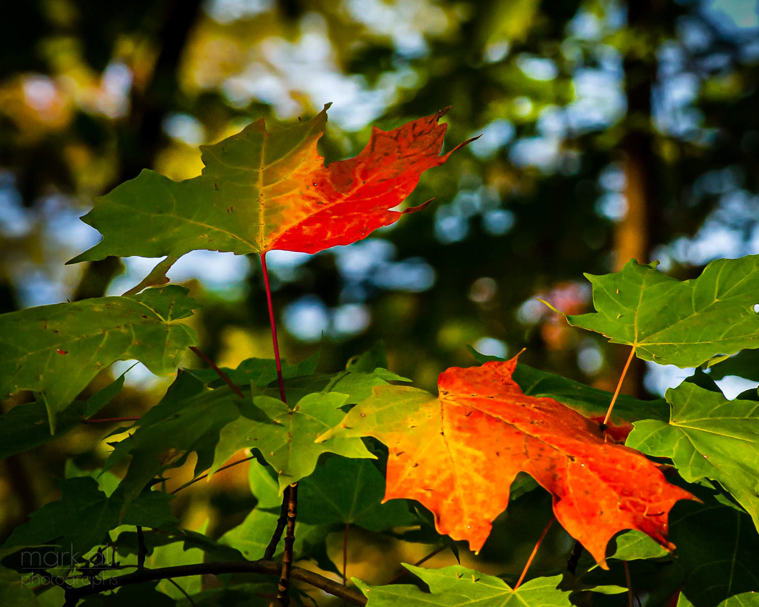 Autumn leaves partially red, and lit up by the sun