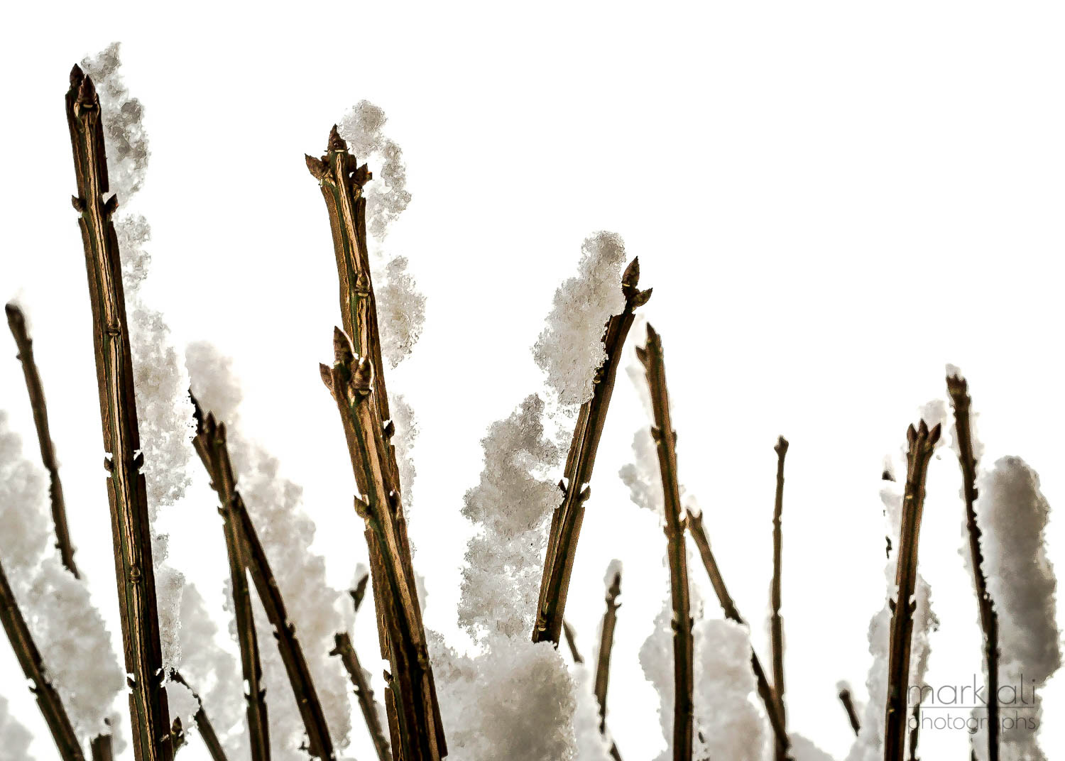 Bare branches covered with snow, with a background of pure white.