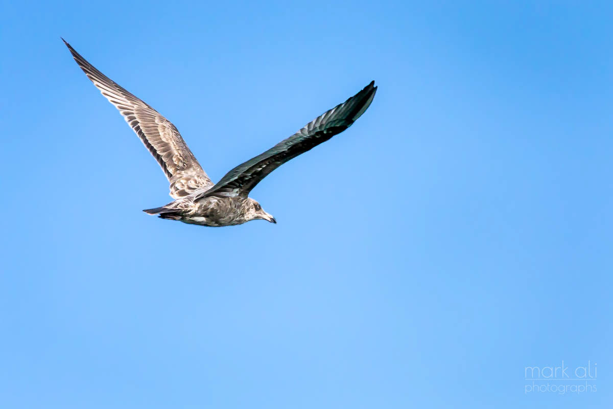 A seagull flying in a blue sky at Cape Cod, Massachusetts 