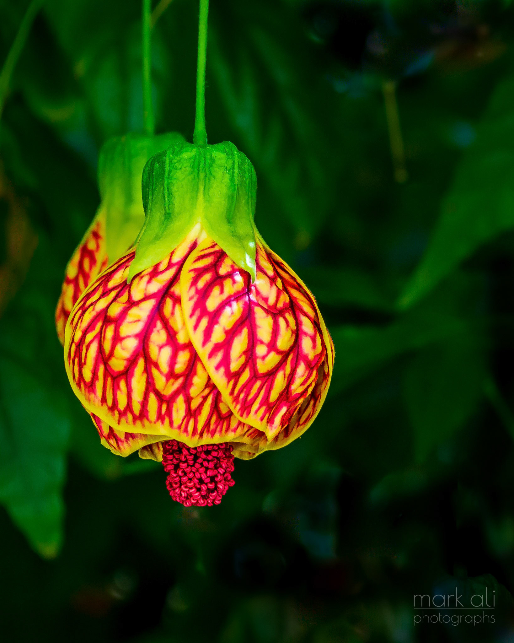 "Chinese Lantern"