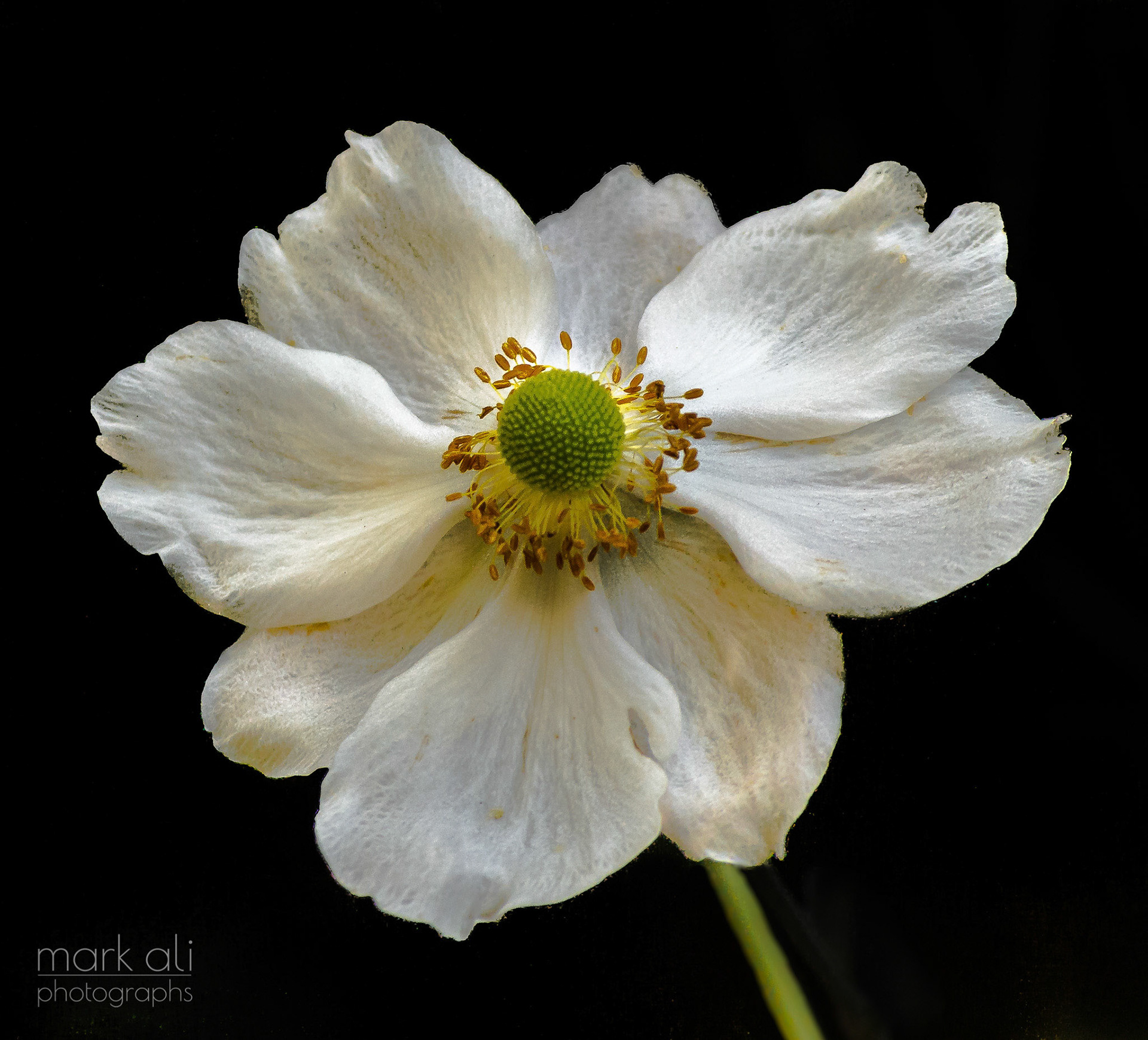 "White Anemone"