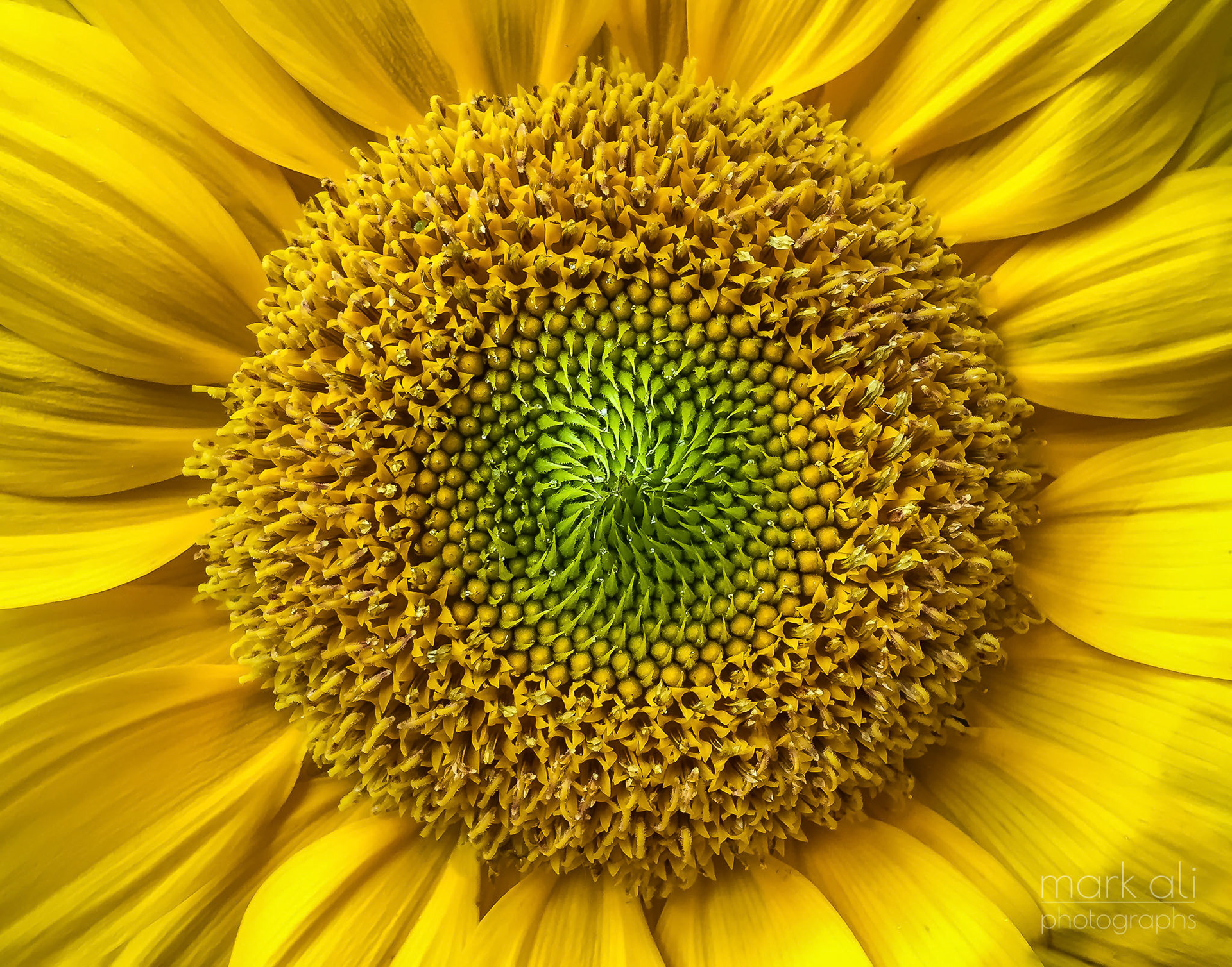 "Sunflower"