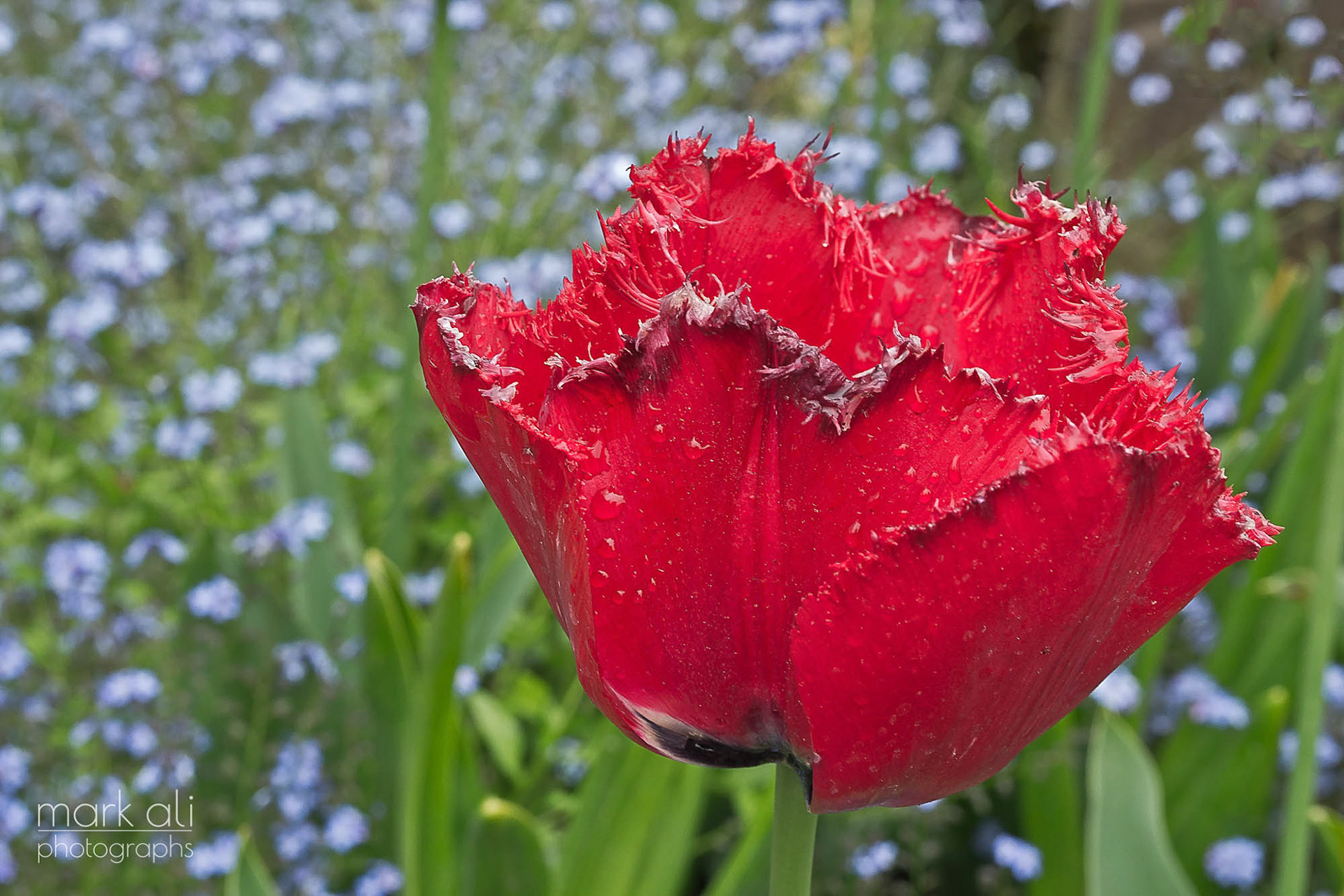 A bright red flower, with jagged petals, in front of a field of green and blue.