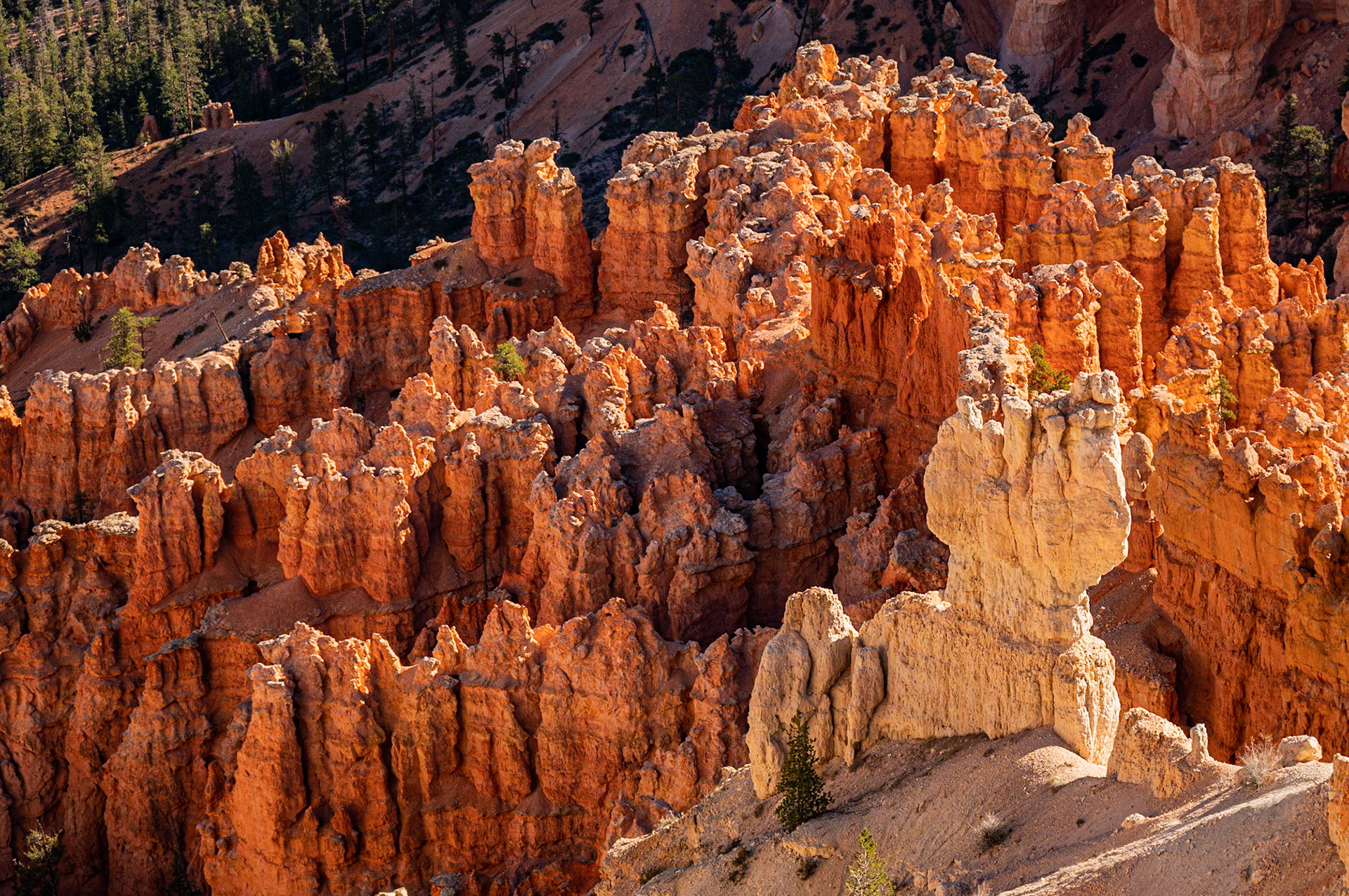 Hoodoos in the Sun