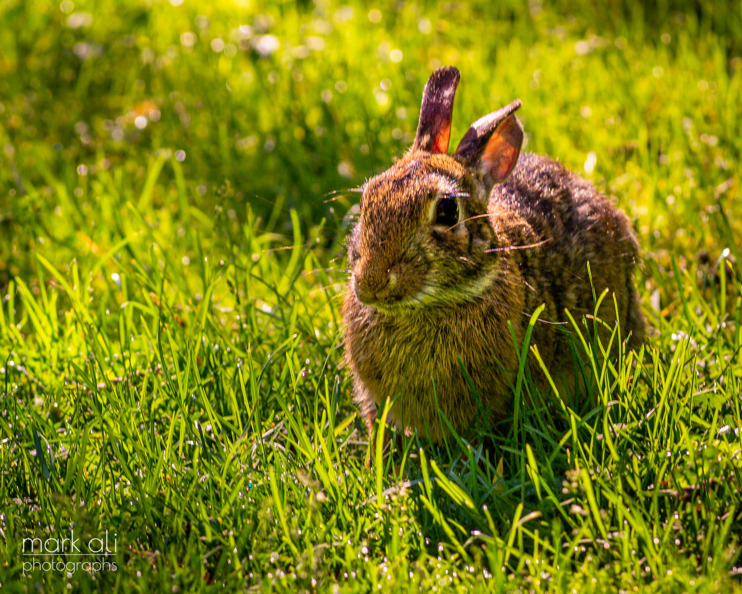 A rabbit sitting in the grass.
