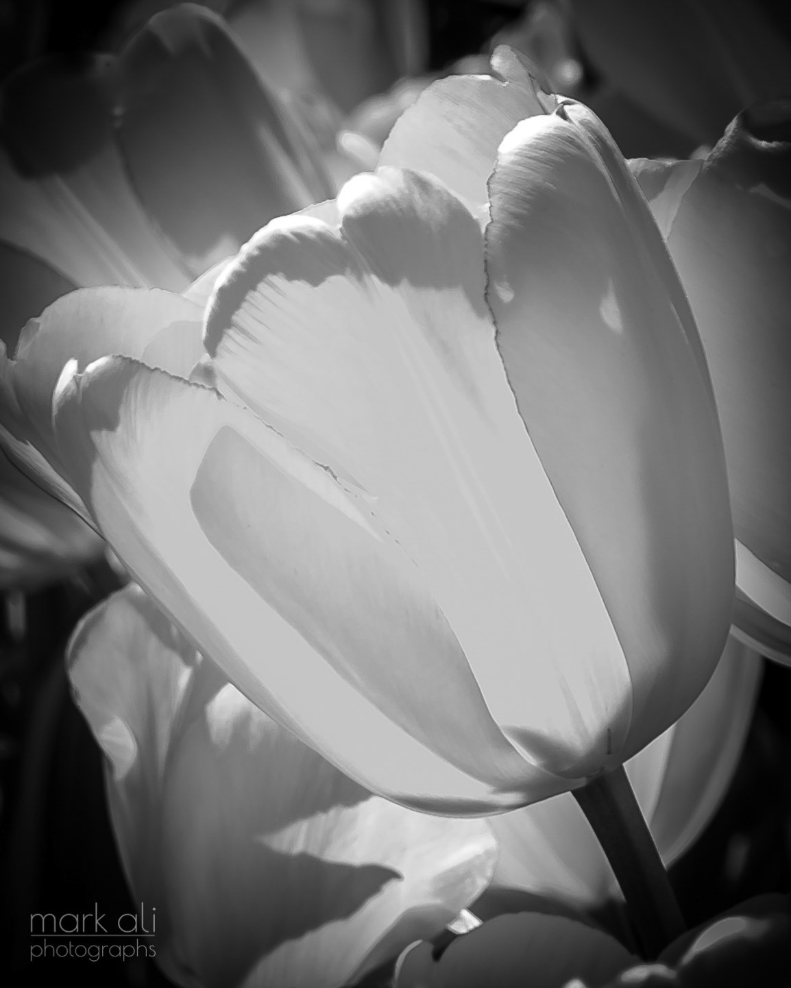 "Leaning Tulip"