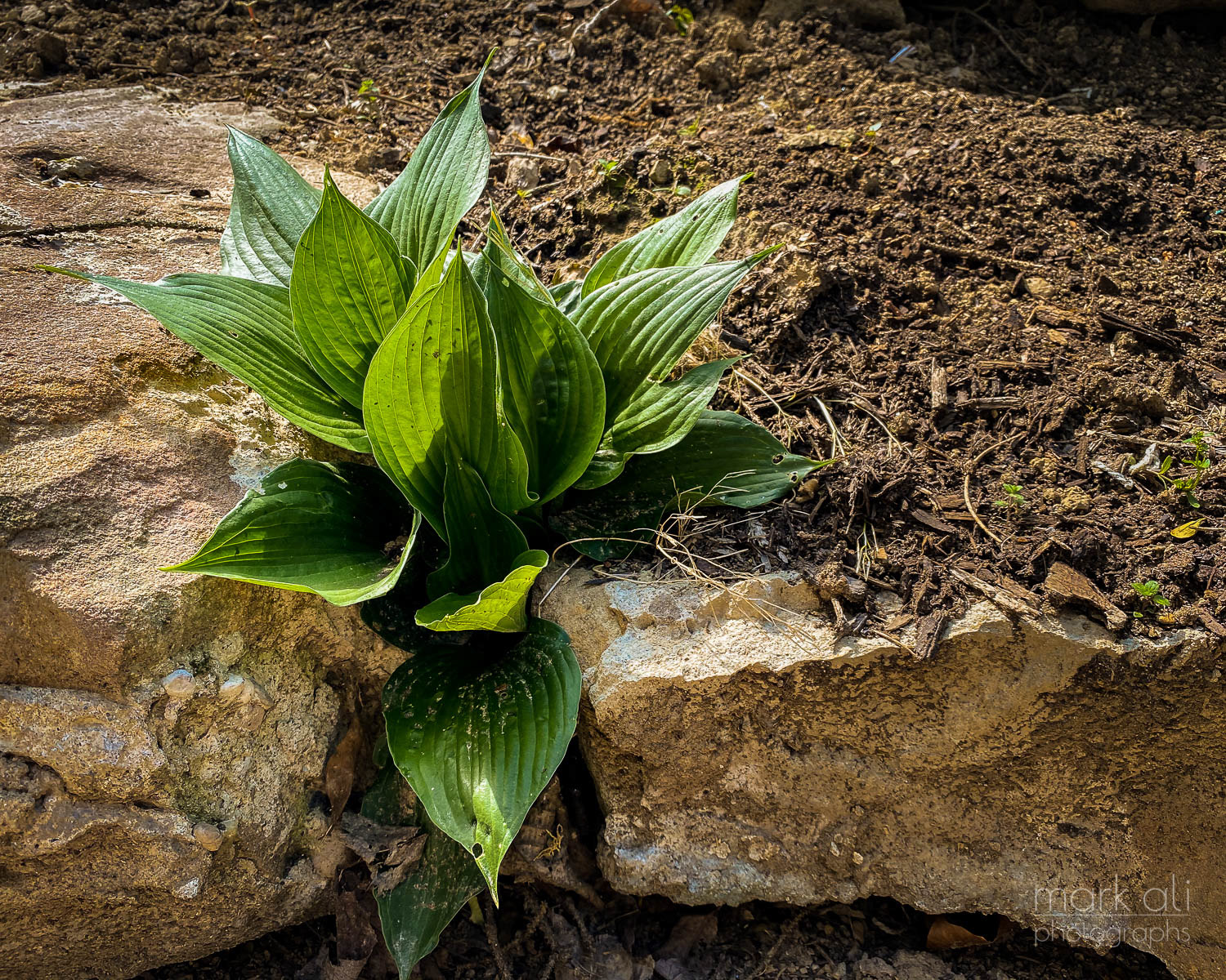 A Hosta plant grows in a crack between two rocks.