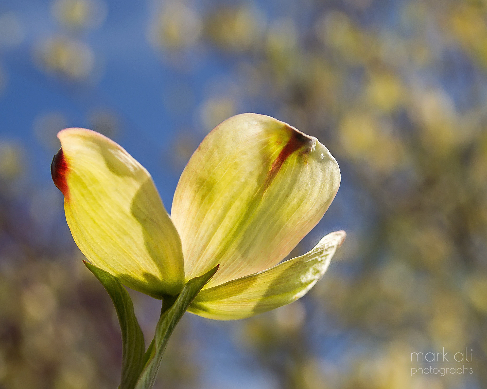 "Dogwood Blossom"
