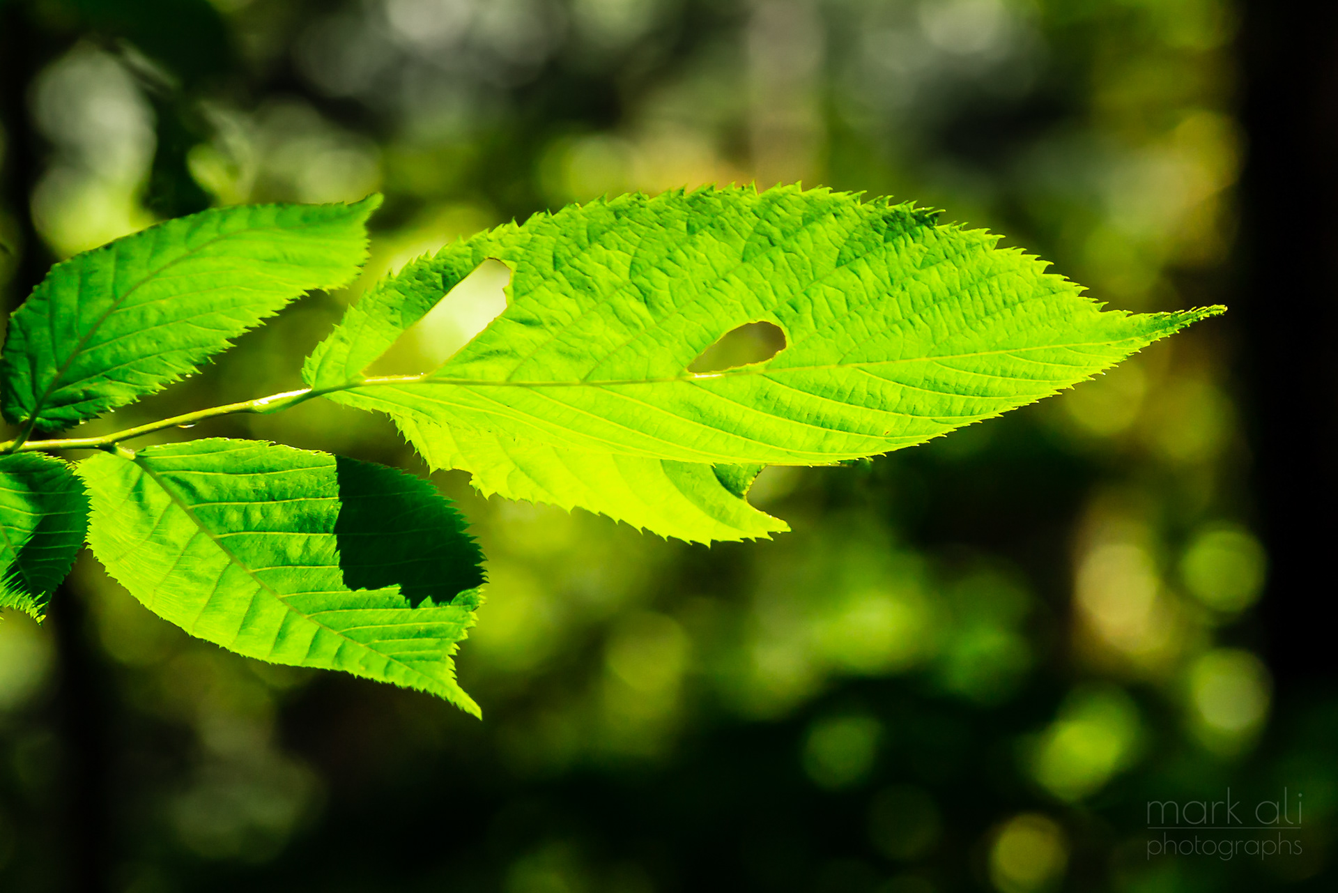 A leaf with a hole in it is illuminated by the sun.