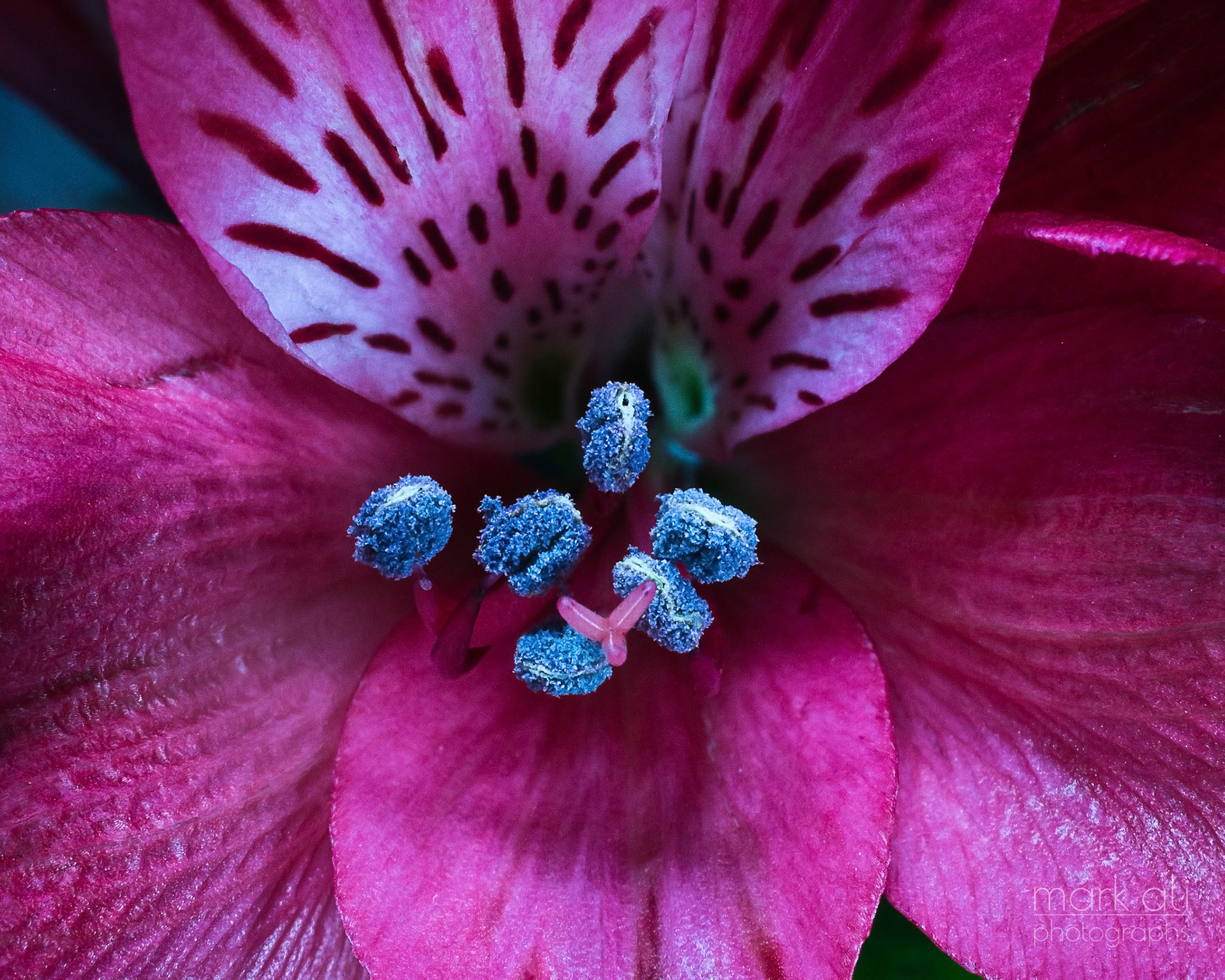"Alstroemeria Closeup"