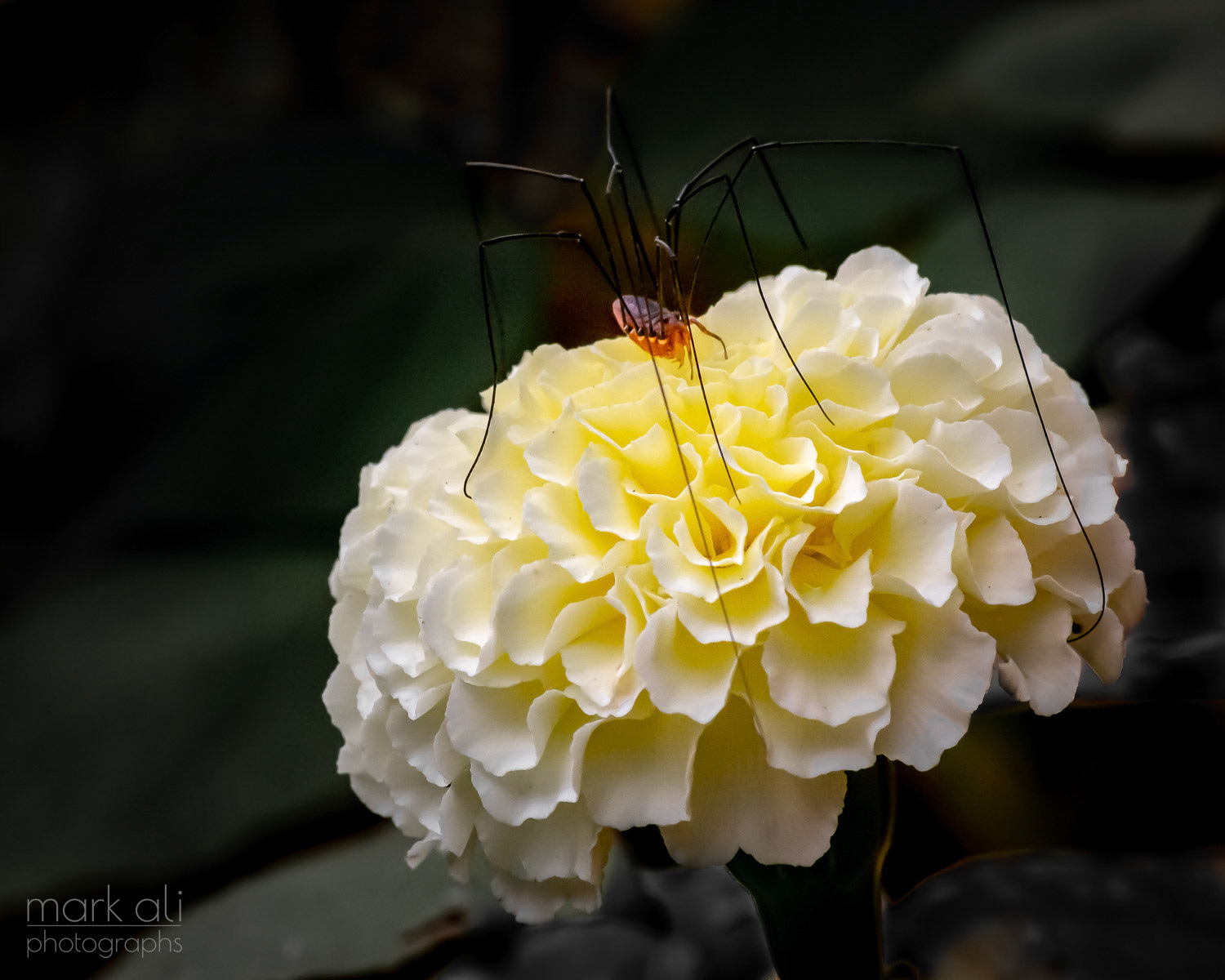 "Along Came a Spider"