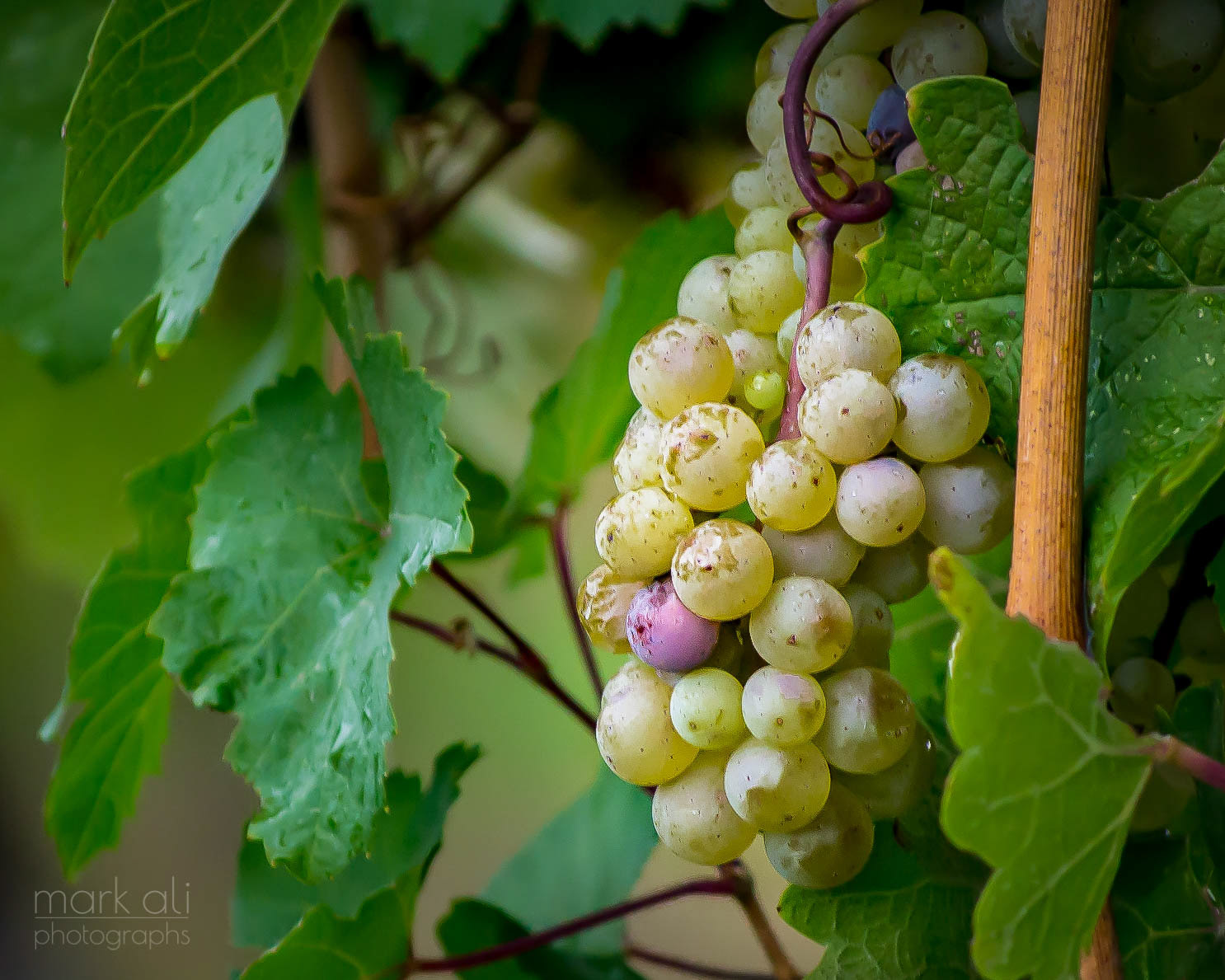 A bunch of wine grapes hang from a vine.