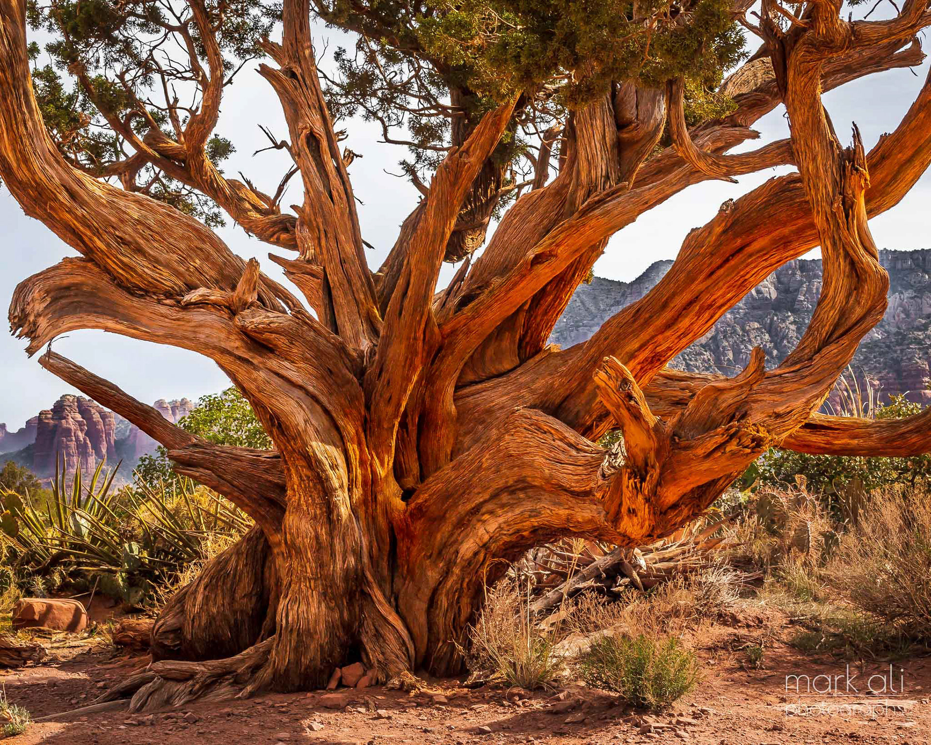 "Sedona Tree"