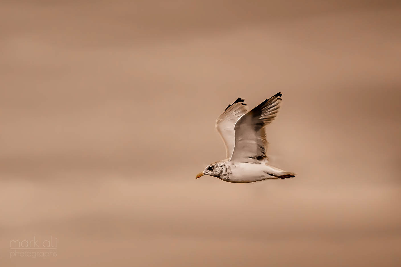 A seagull flies by, against a sepia background.