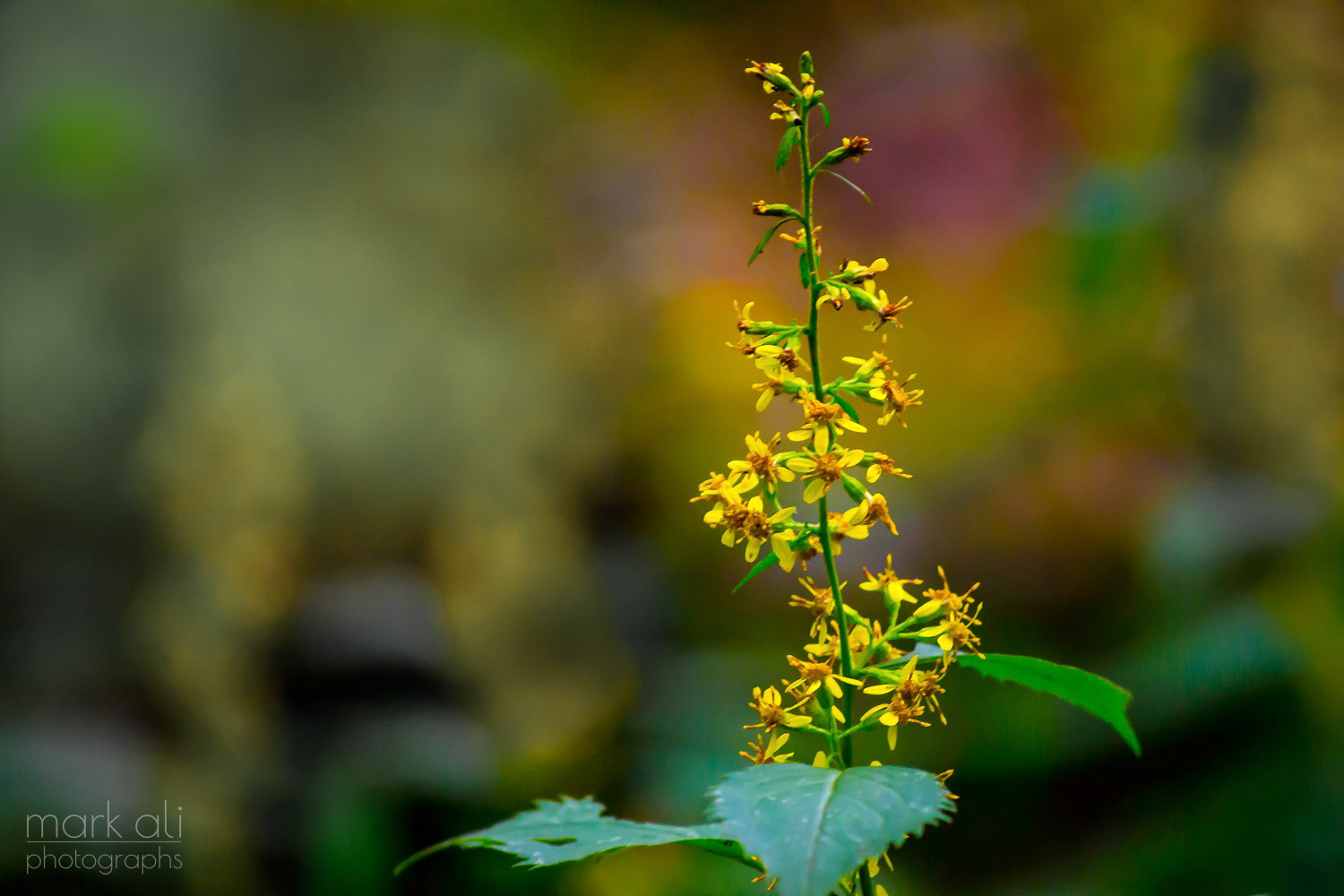 "Watkins Glen Wildflower"