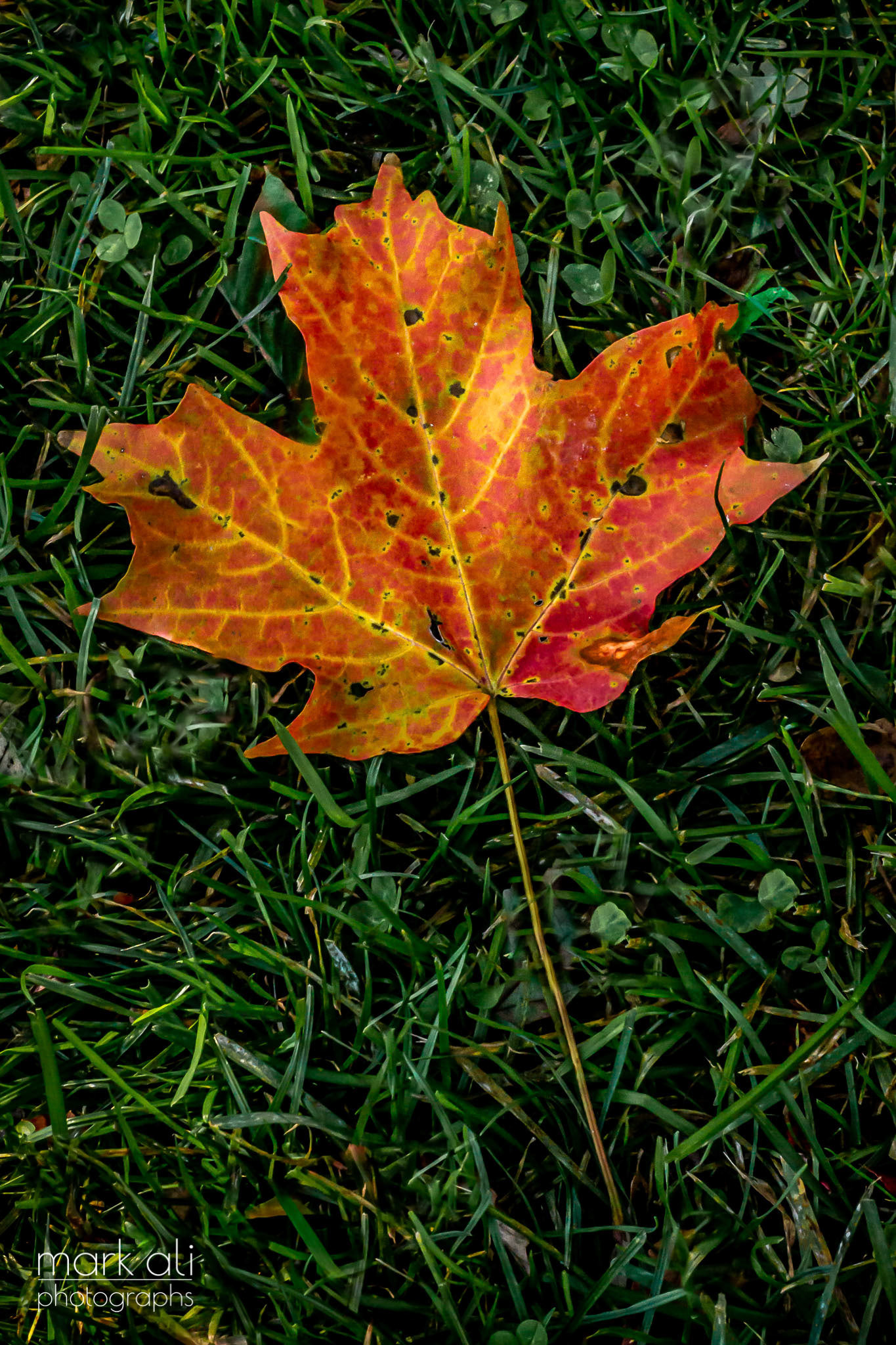"Maple Leaf"