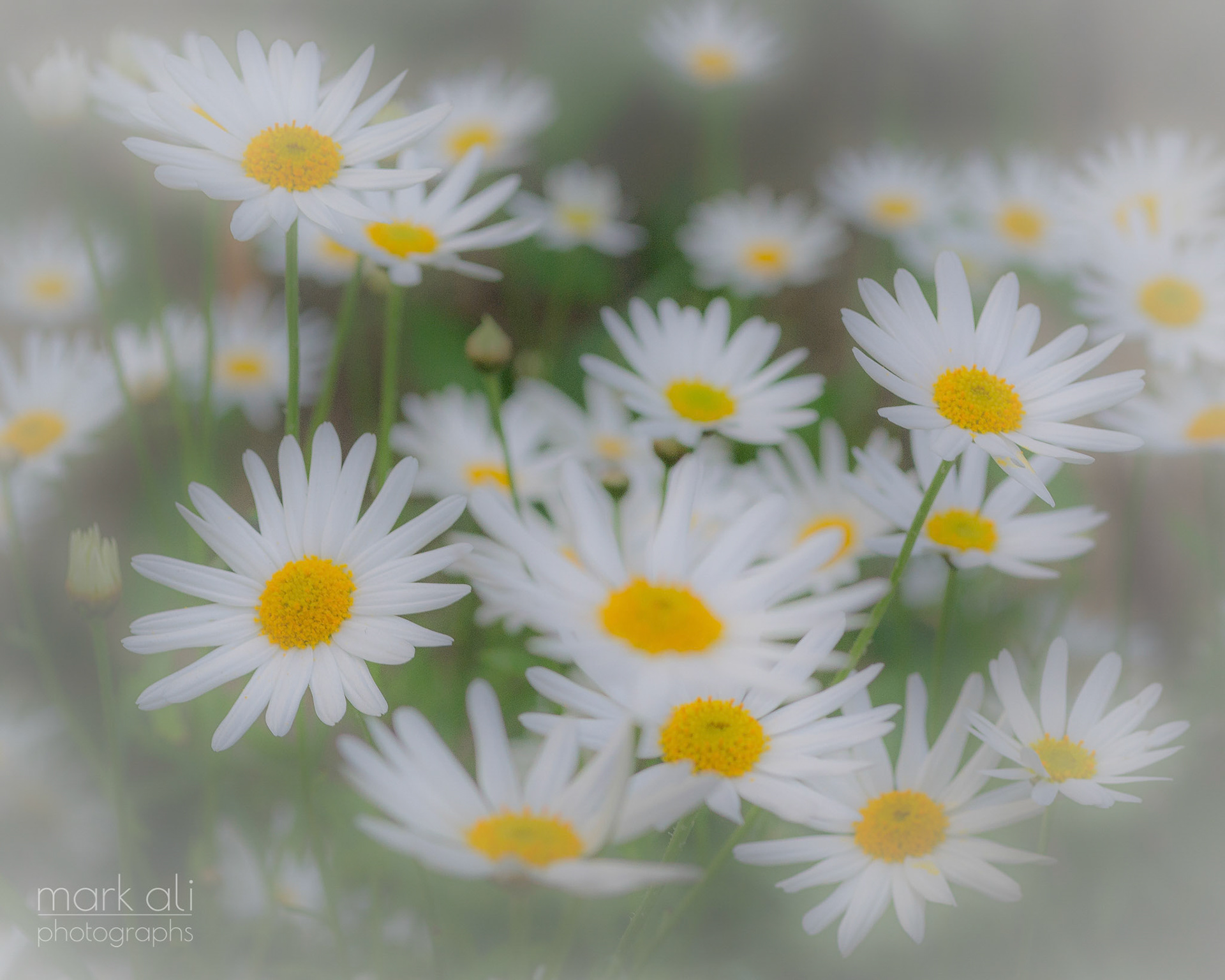 "Hazy Daisies"